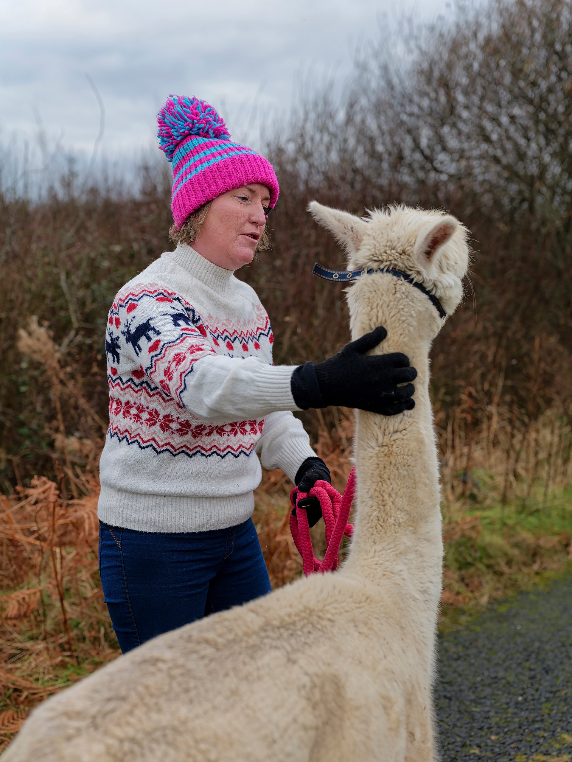 The Flying Alpaca