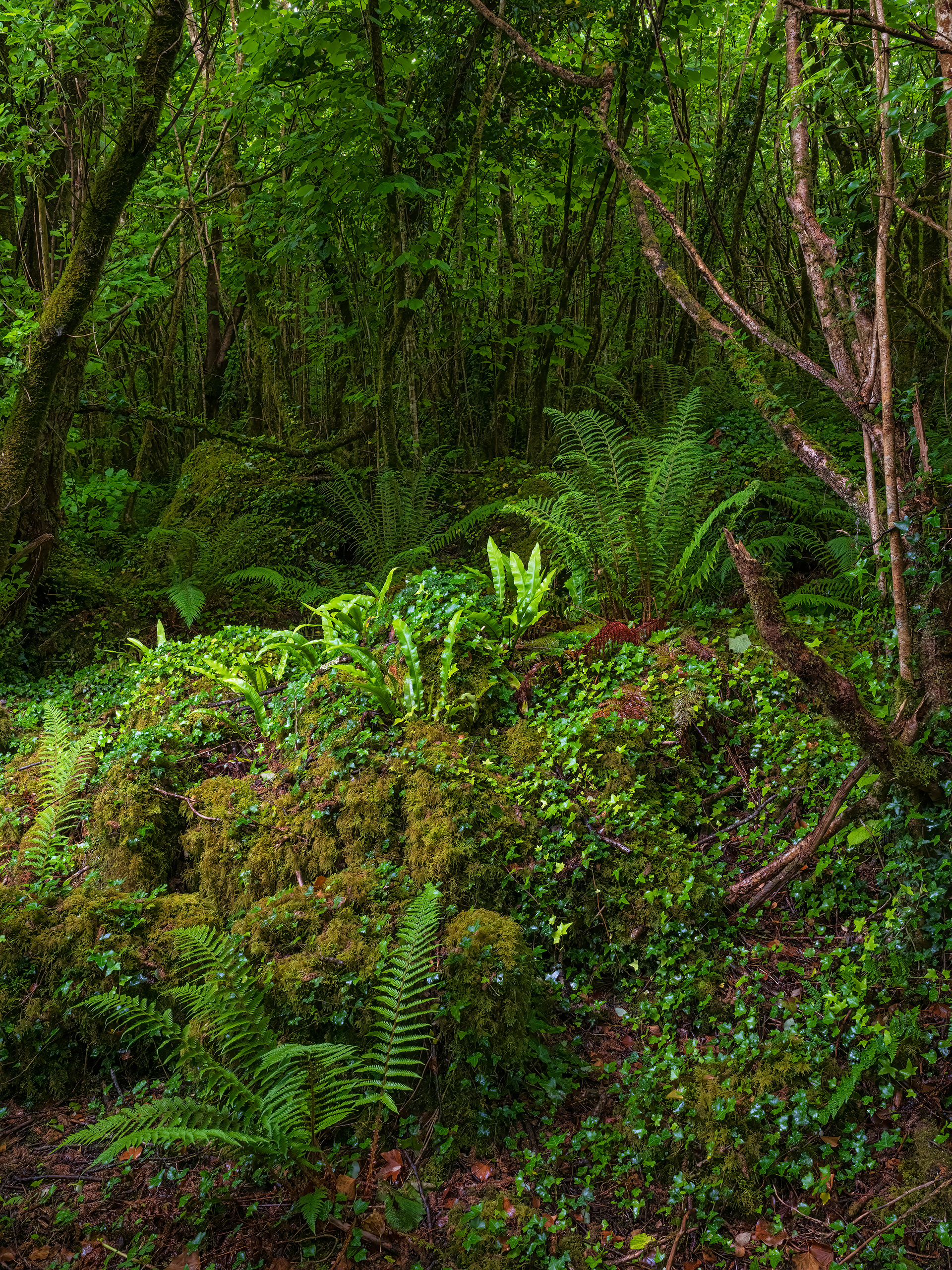 Hazel forest