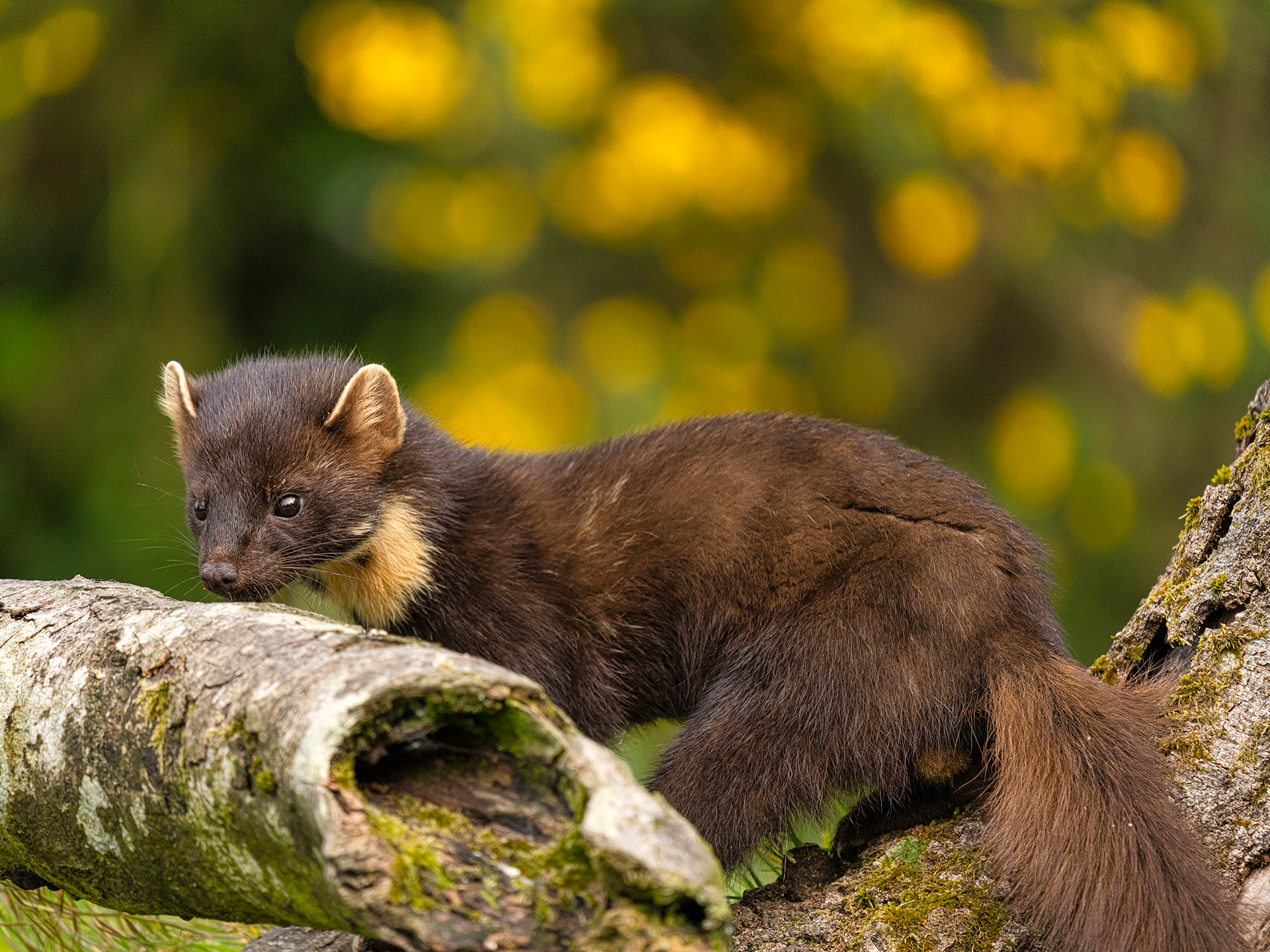 Pine marten