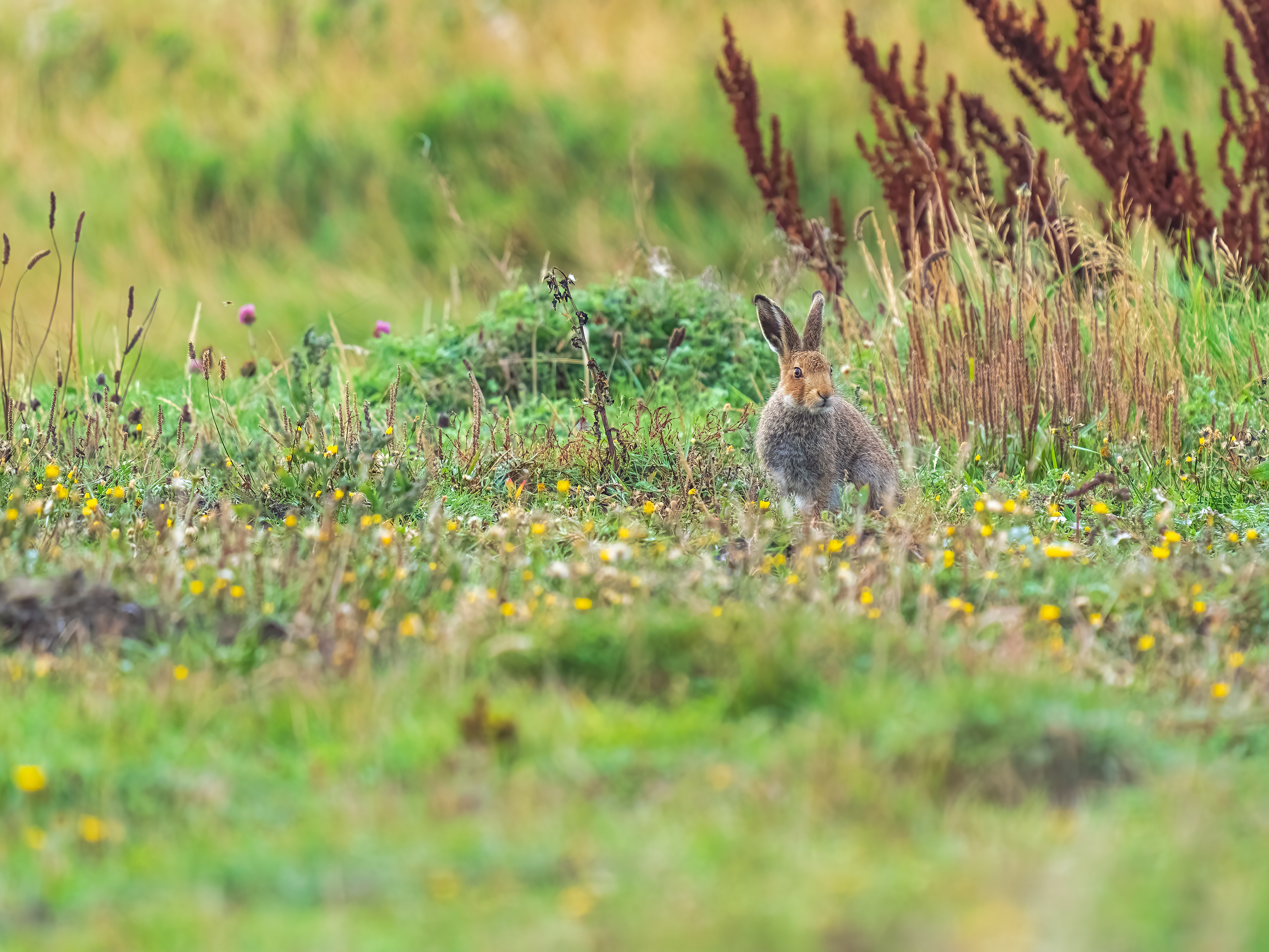Irish hare