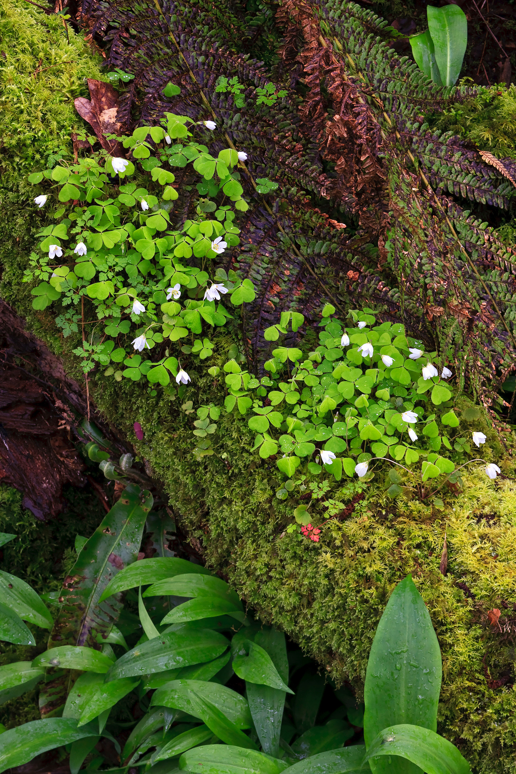Wood sorrel