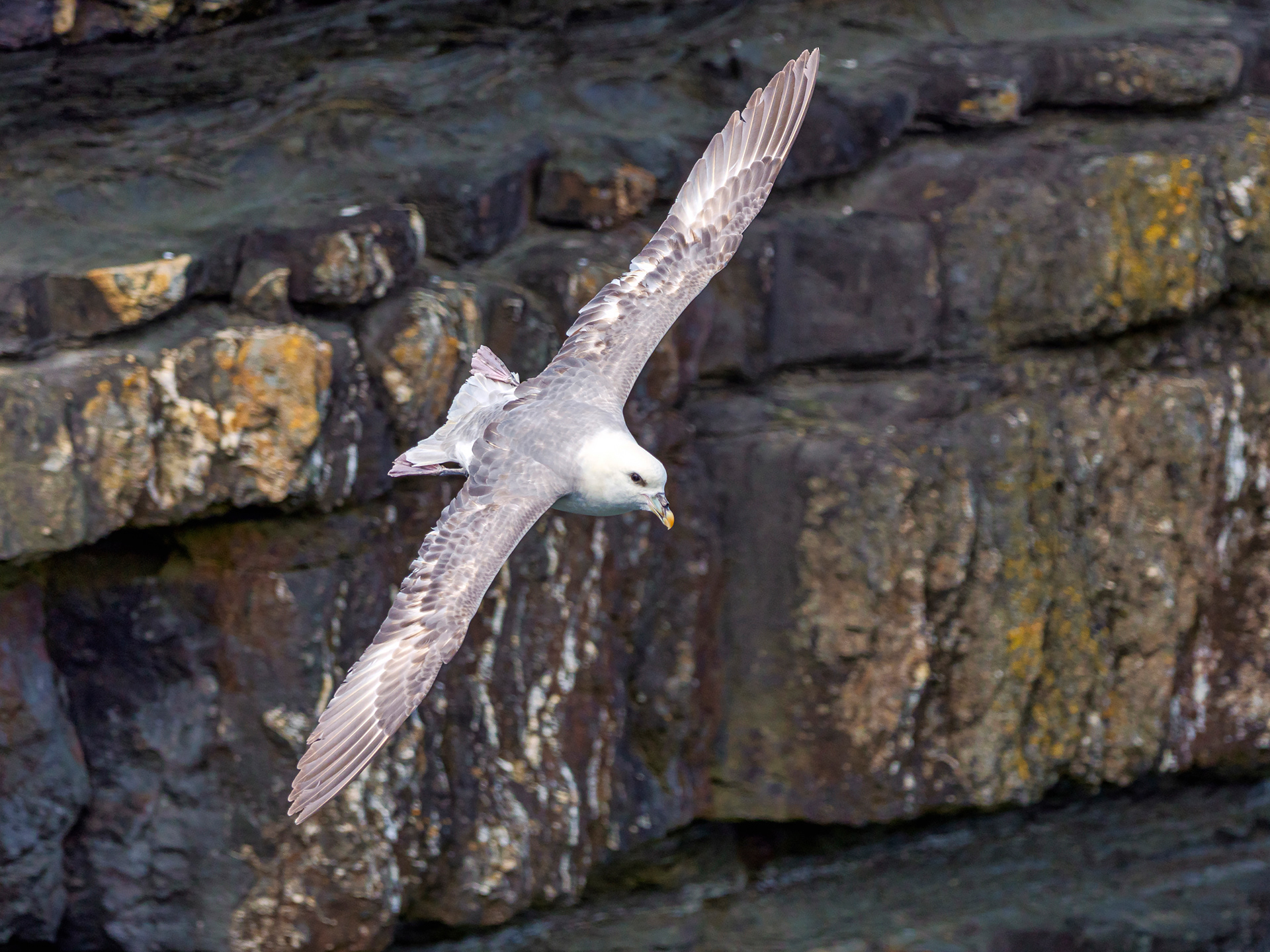Fulmar