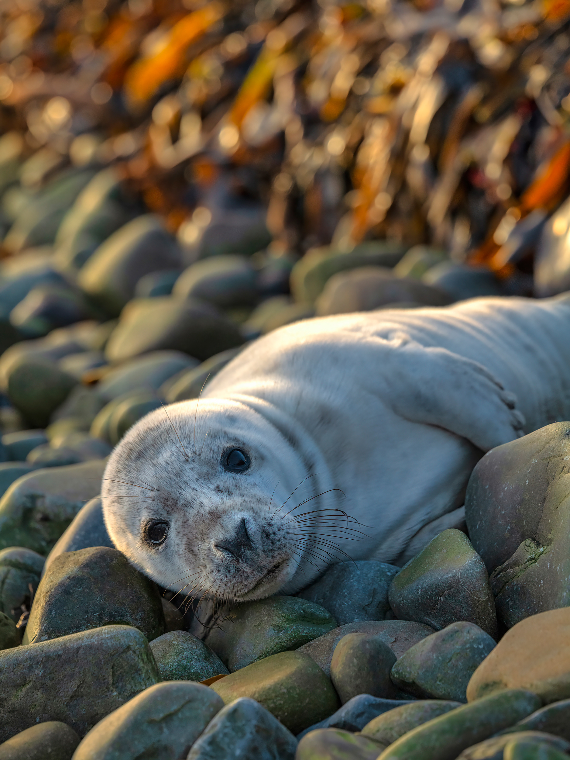 Grey seal pup