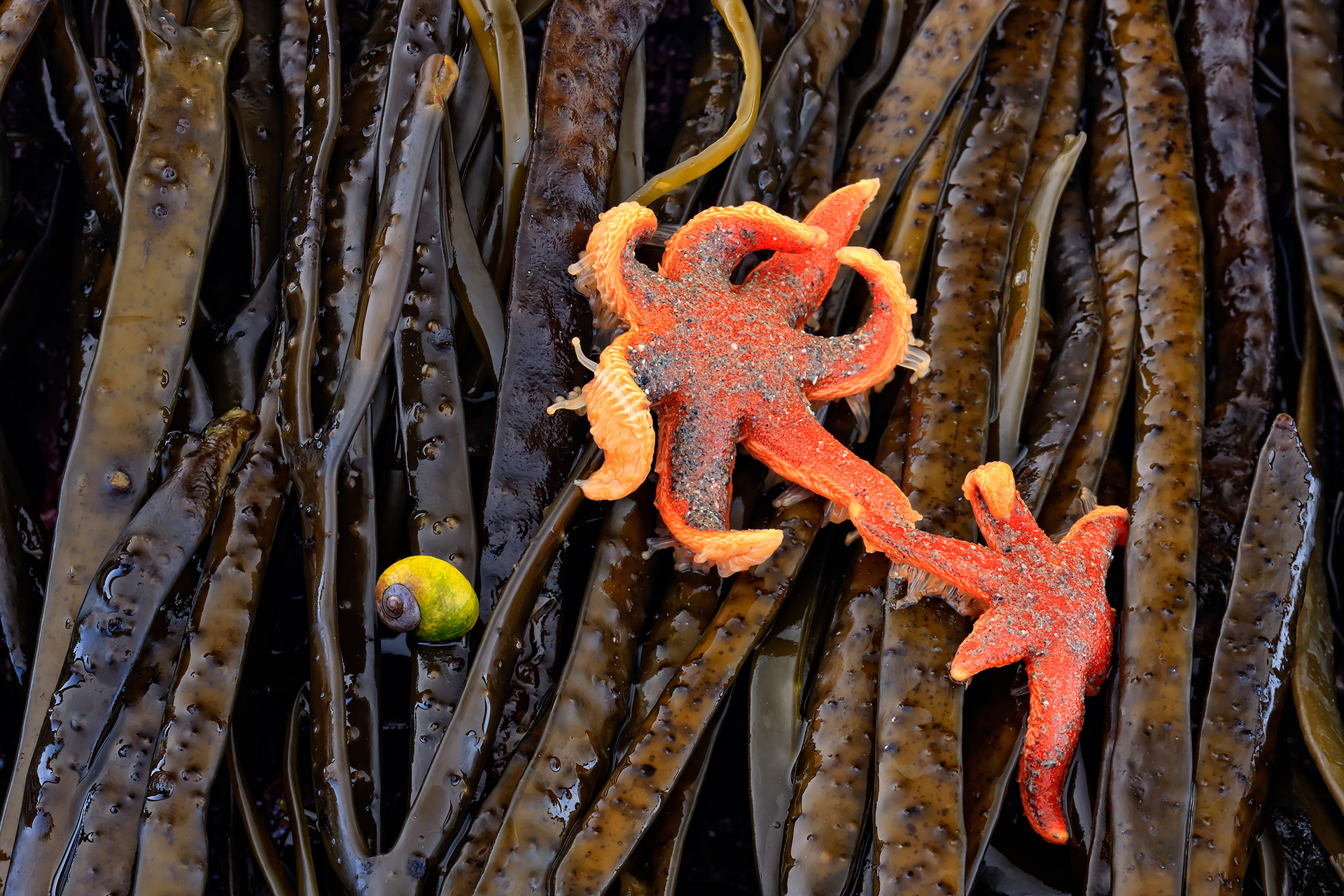 Seven armed starfish