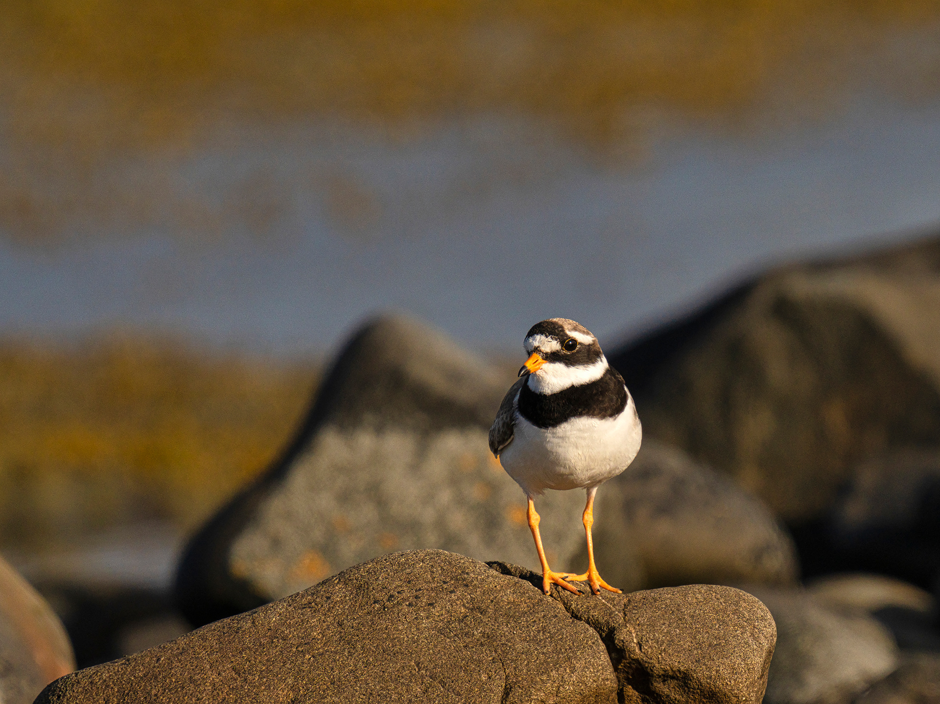 Ringed plover