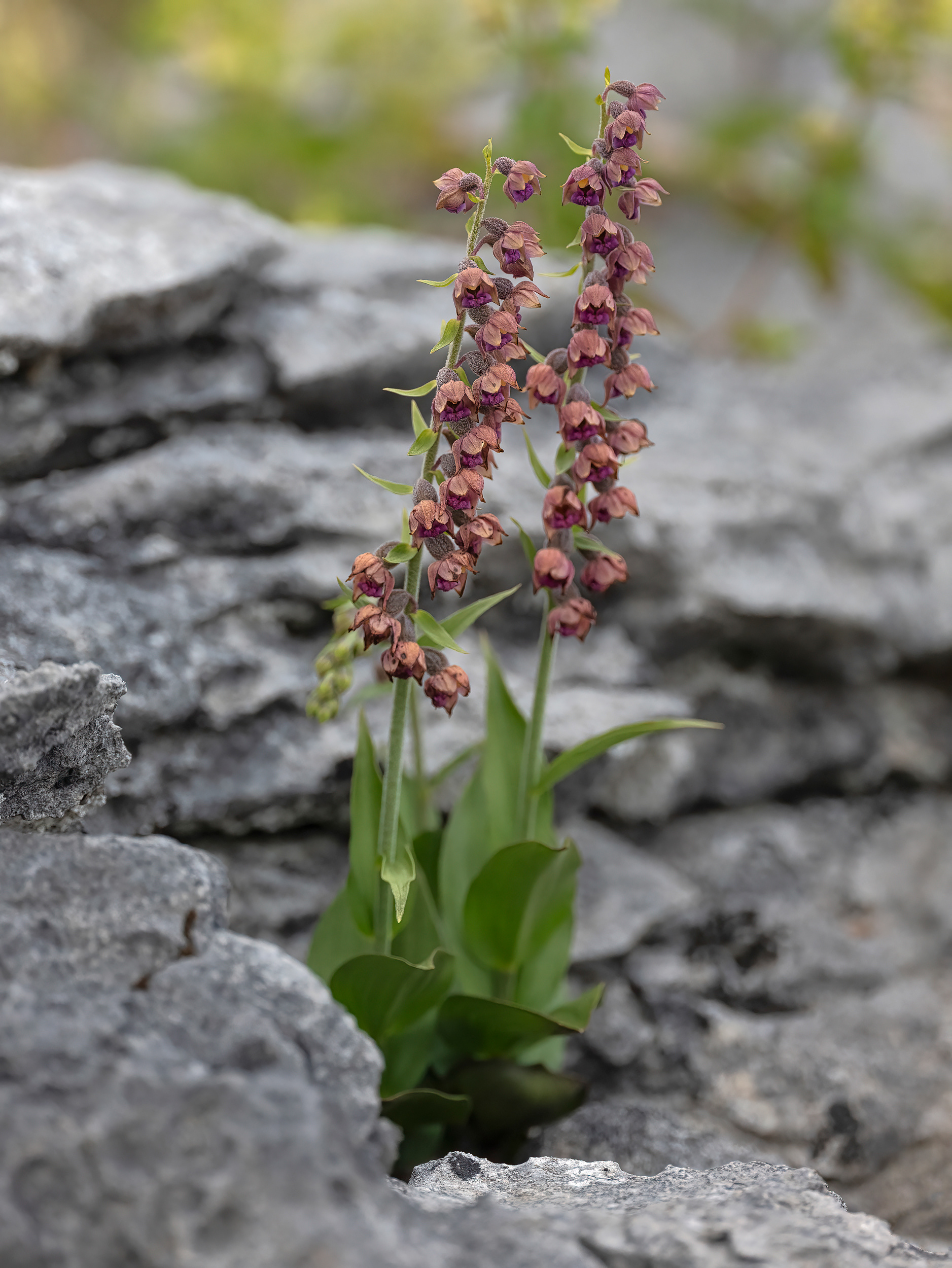 	Dark-red helleborine