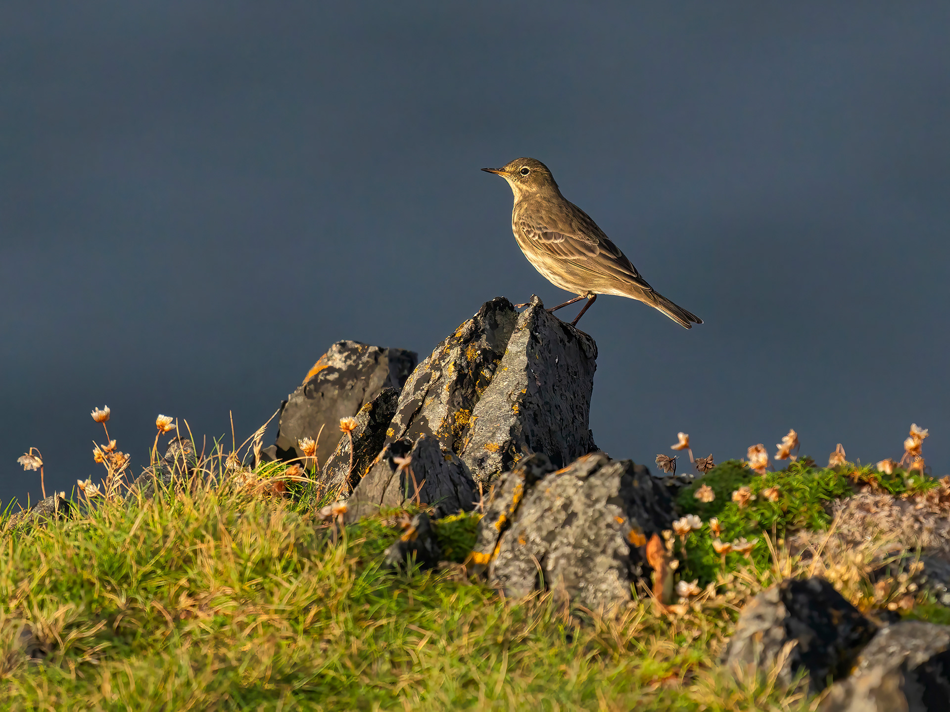 Rock pipit
