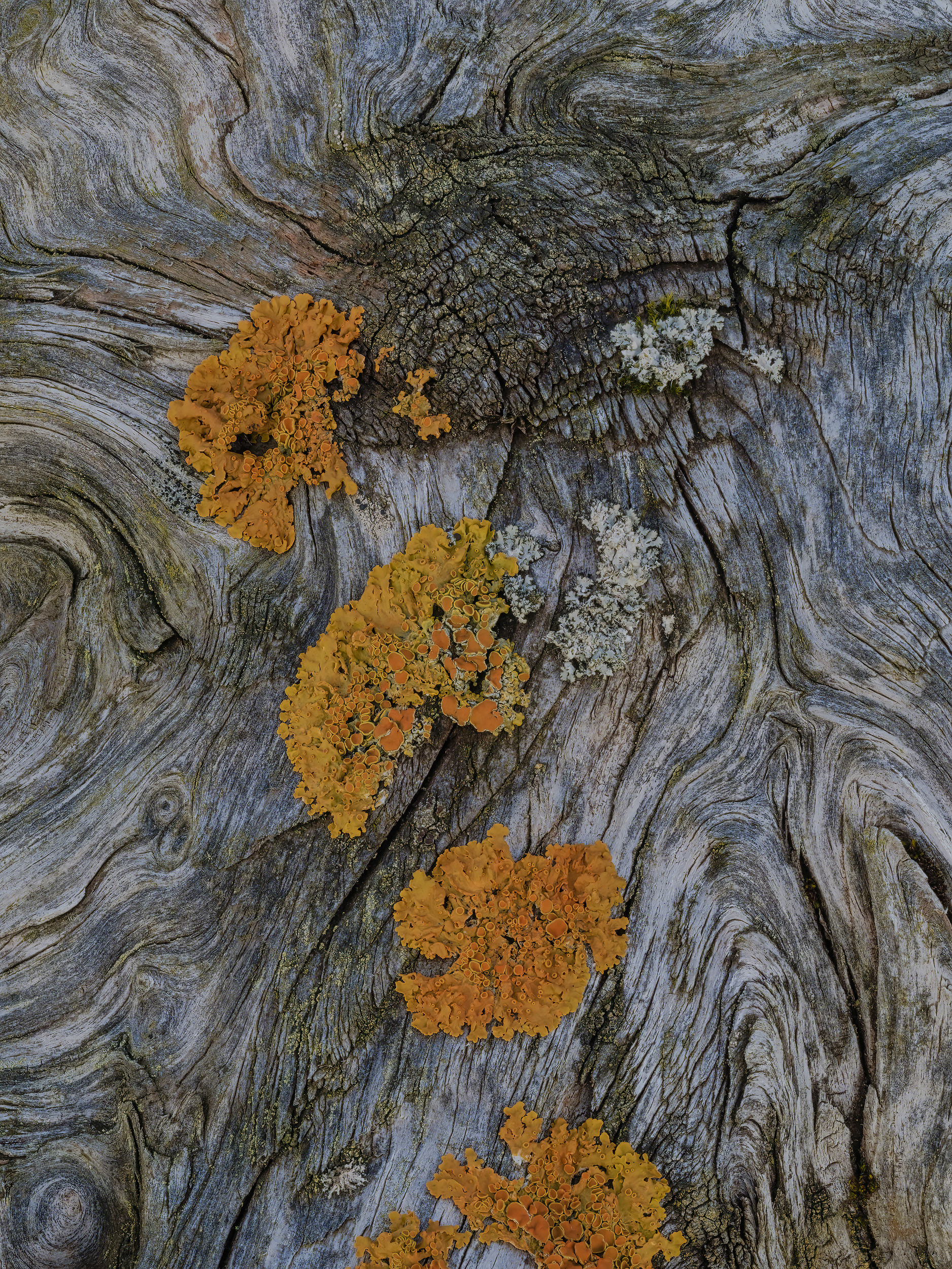 Lichen on Scots pine
