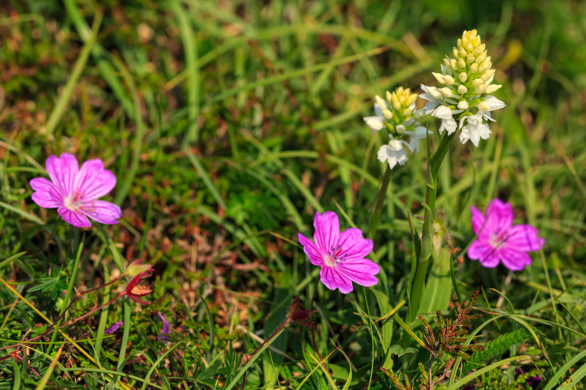 Bloody cranesbill & O'Kelly's spotted orchid
