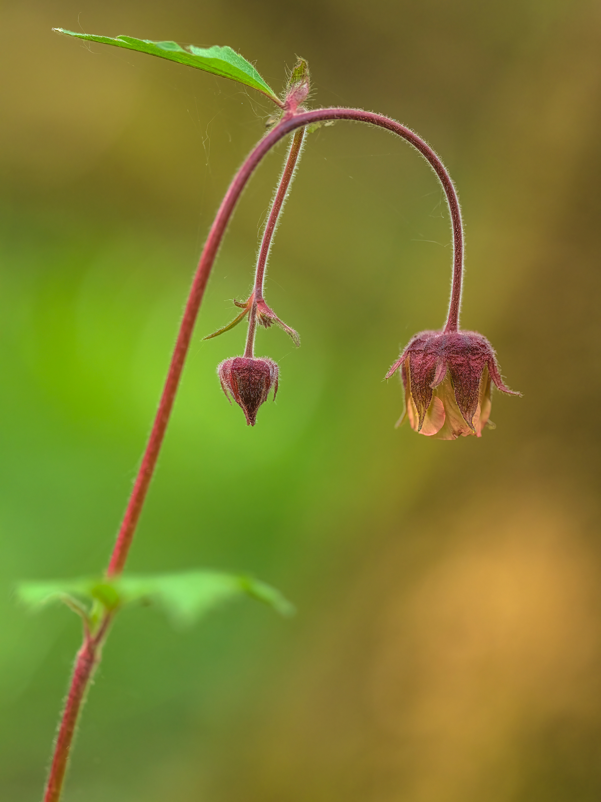 Water avens