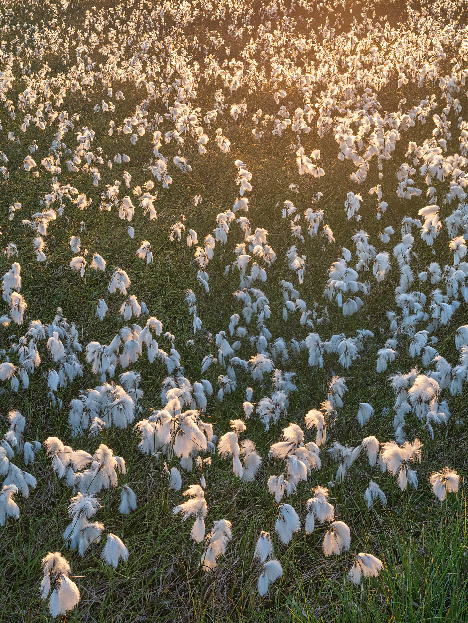 Common cotton grass