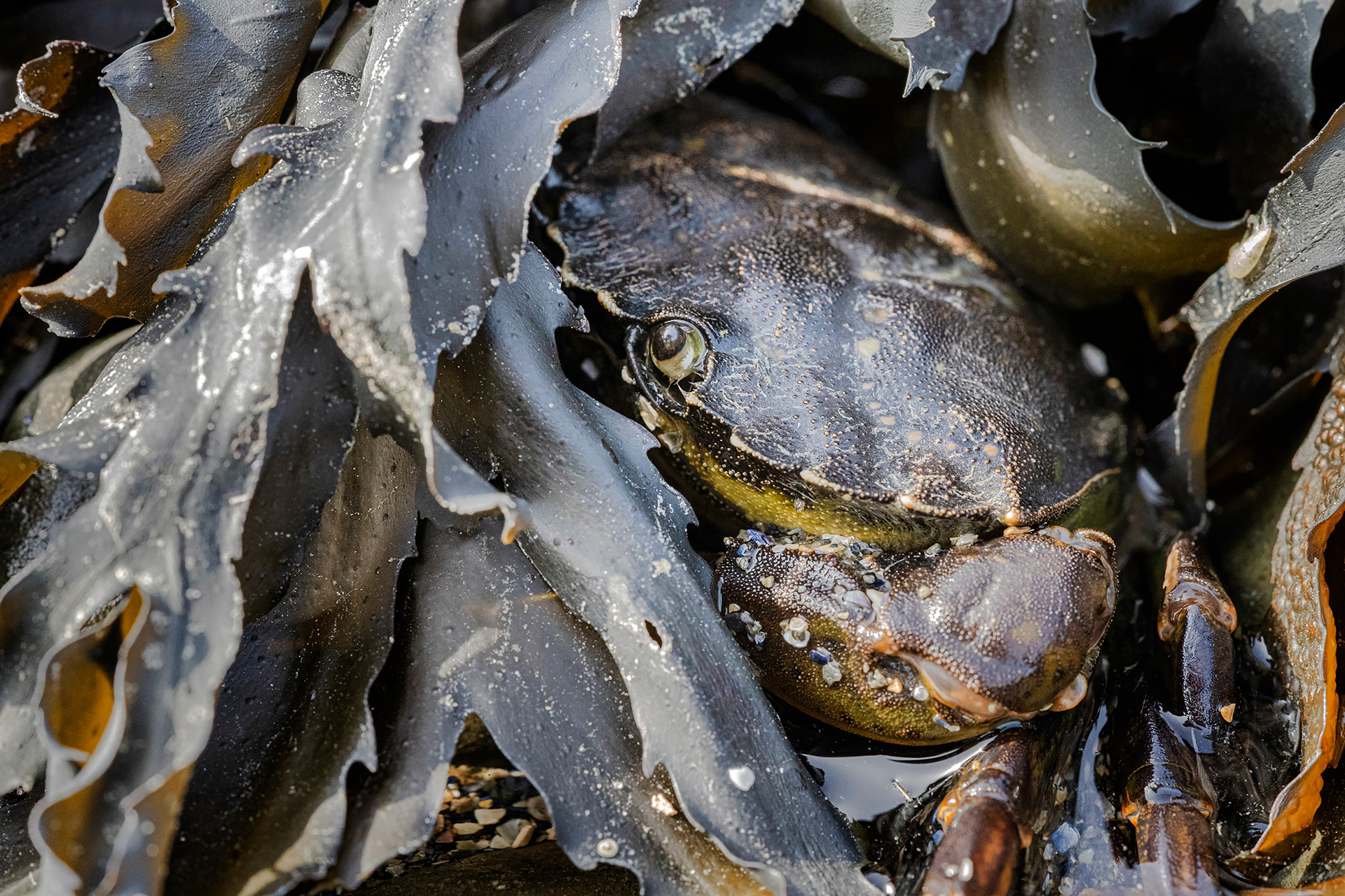Shore crab