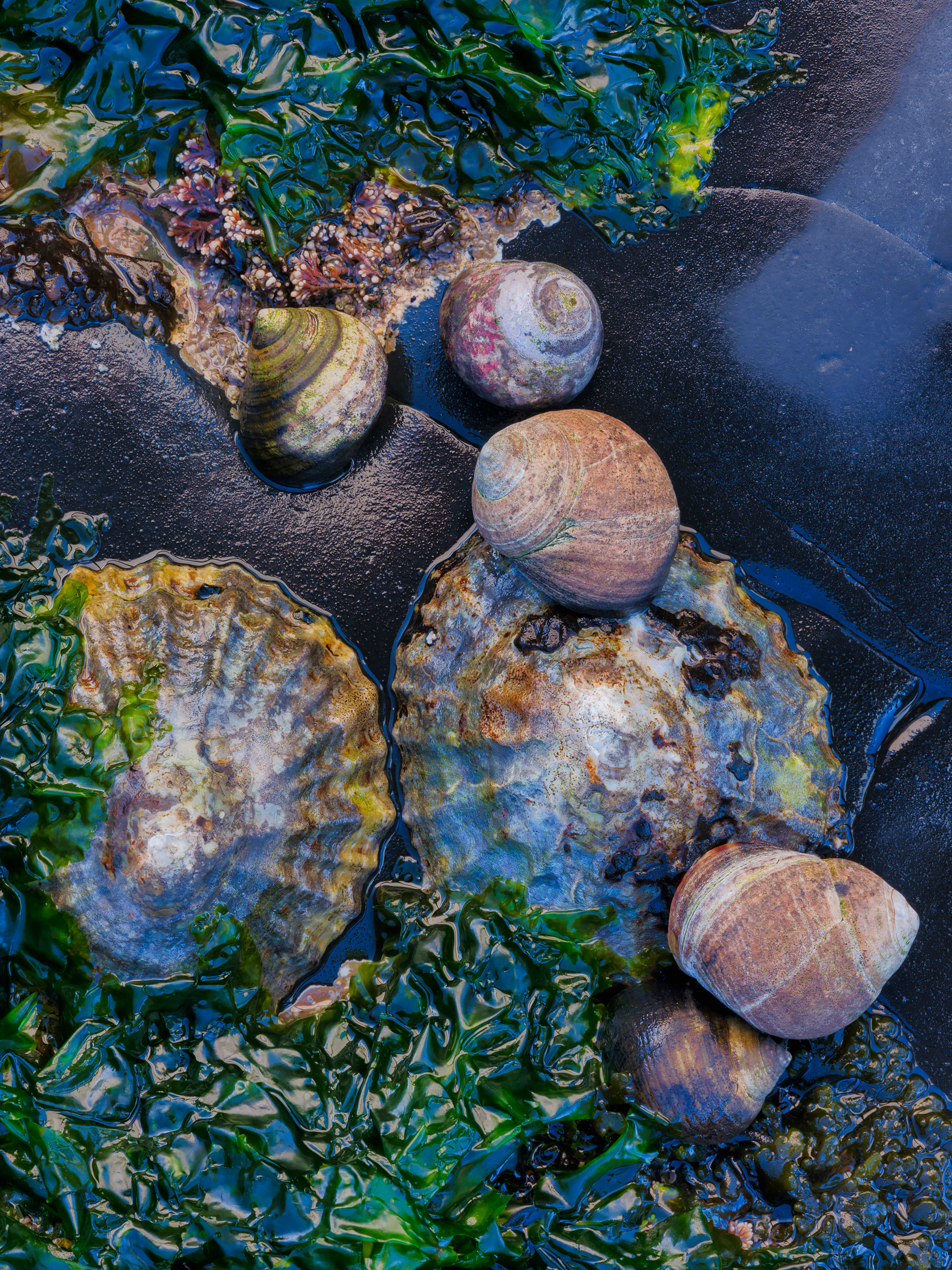 Shells