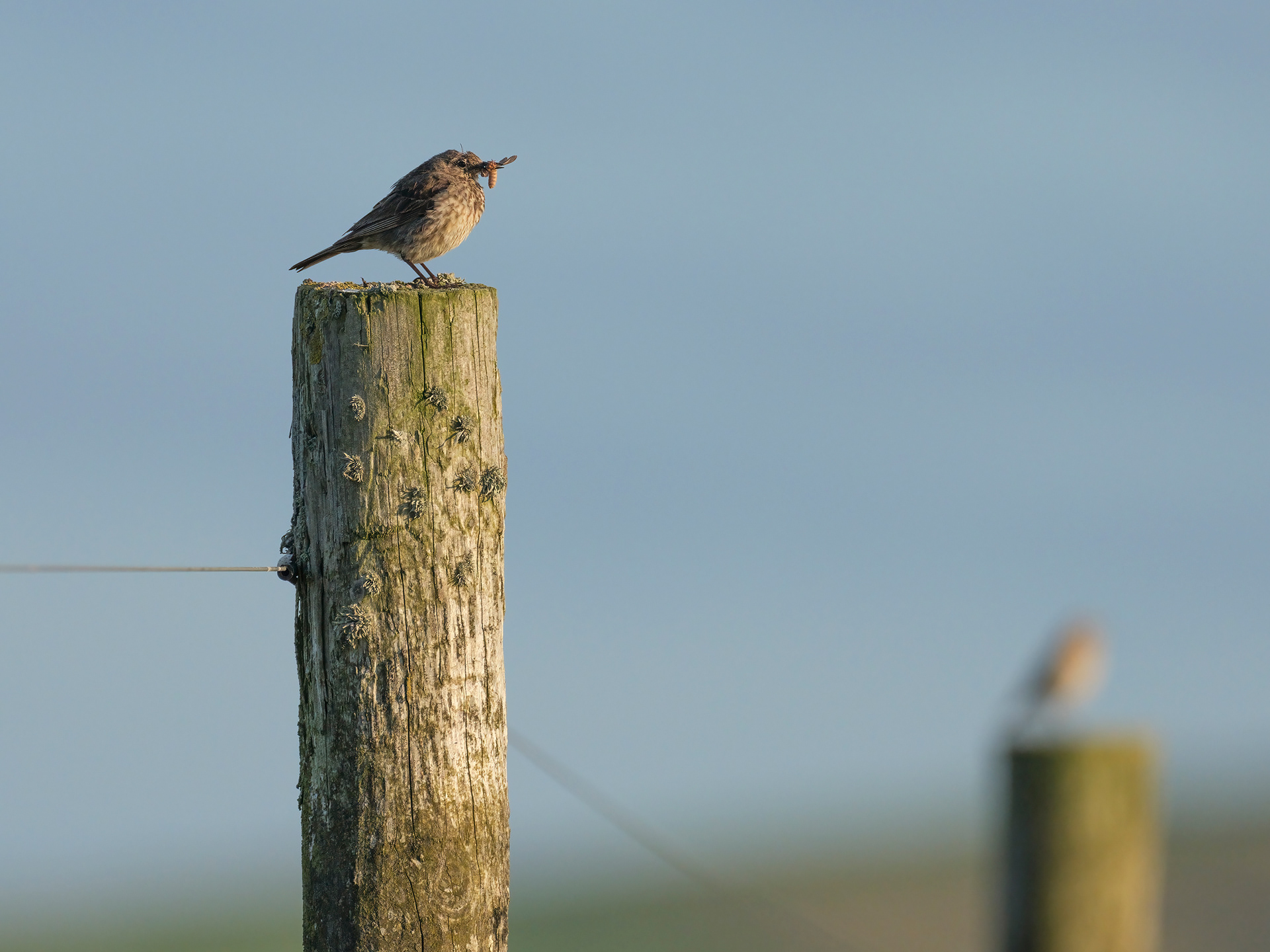 Rock pipit