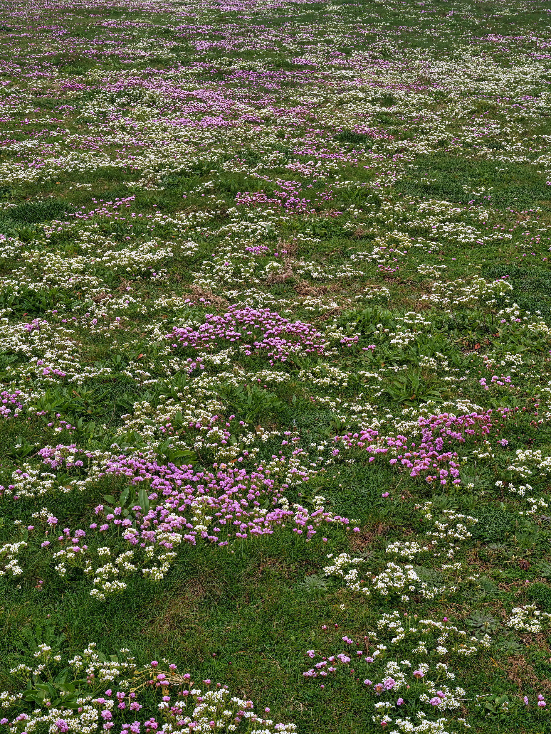 Thrift & scurvy grass