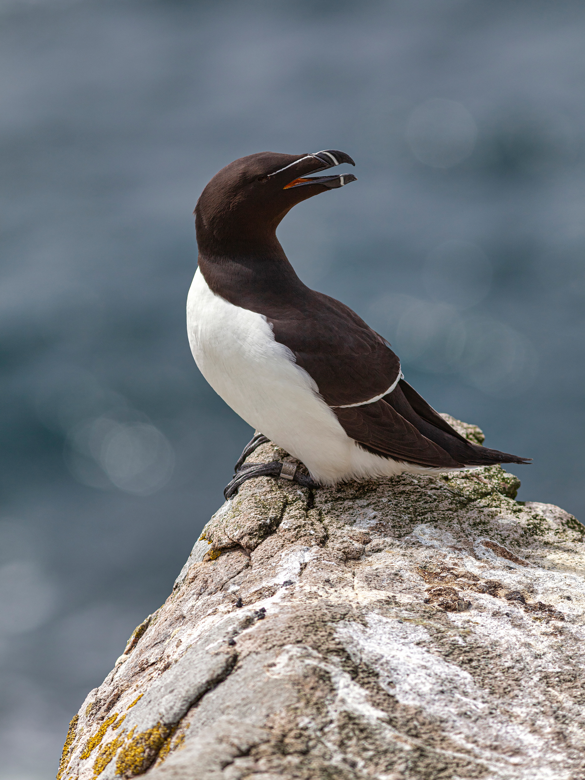 Razorbill