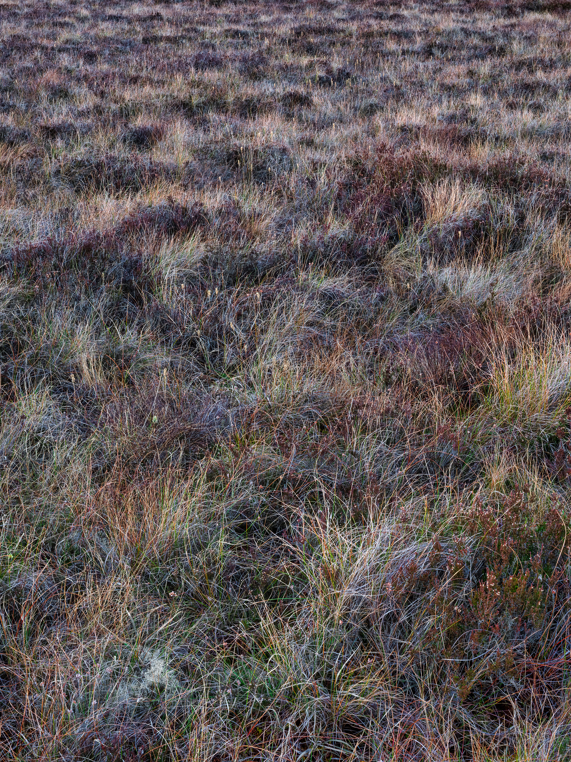 Clara Bog, County Offaly