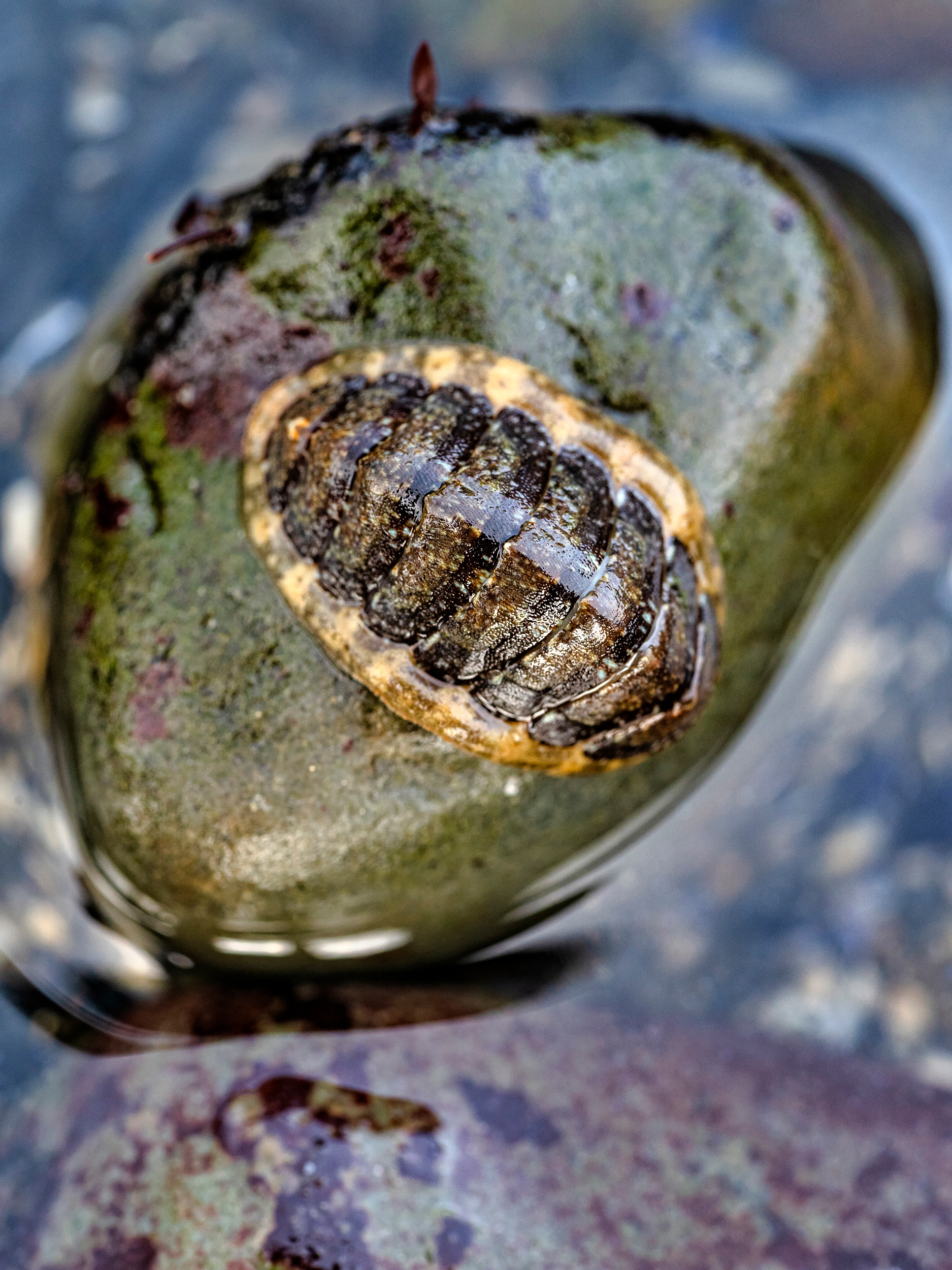 Chiton