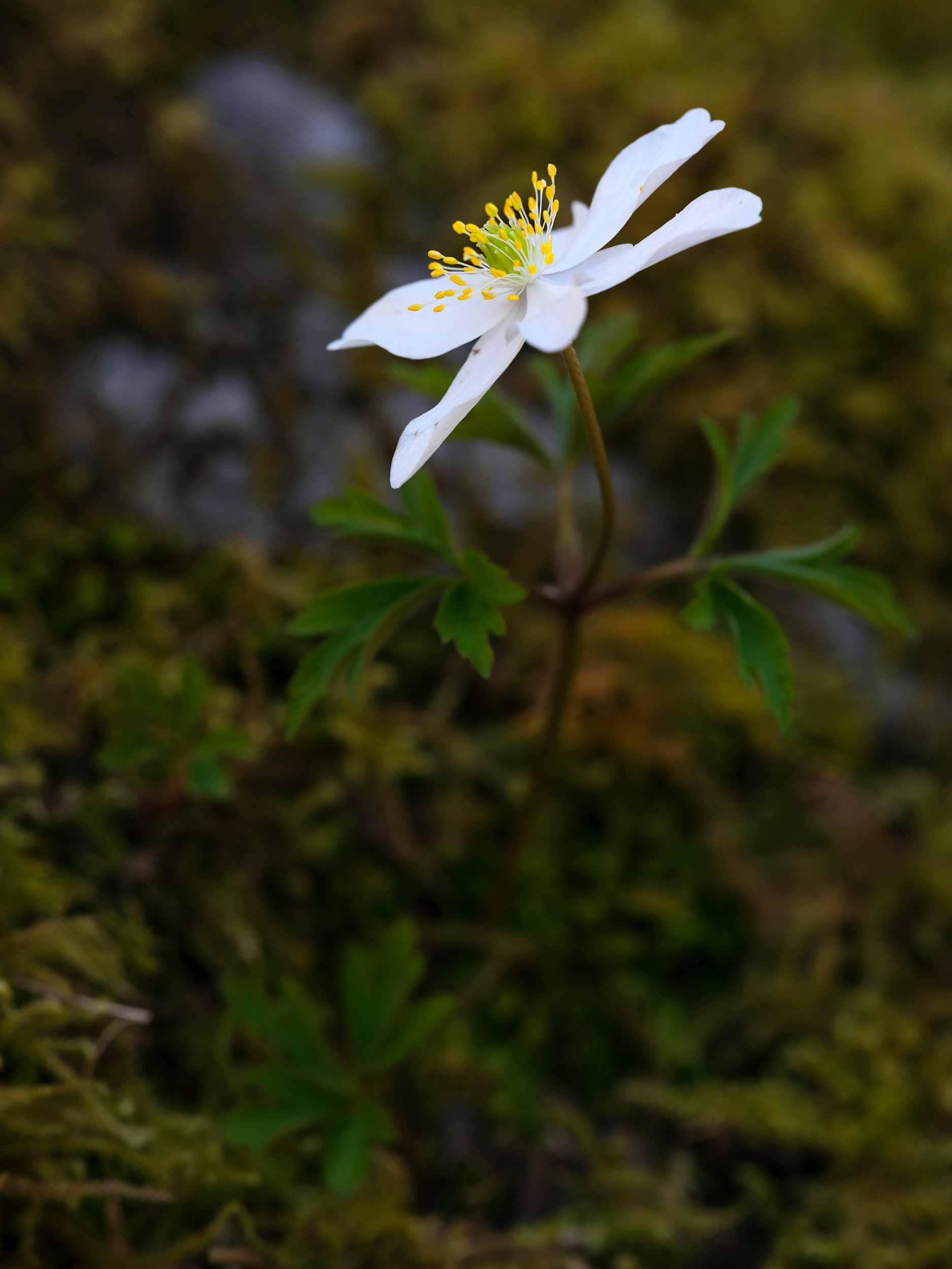 Wood anemone
