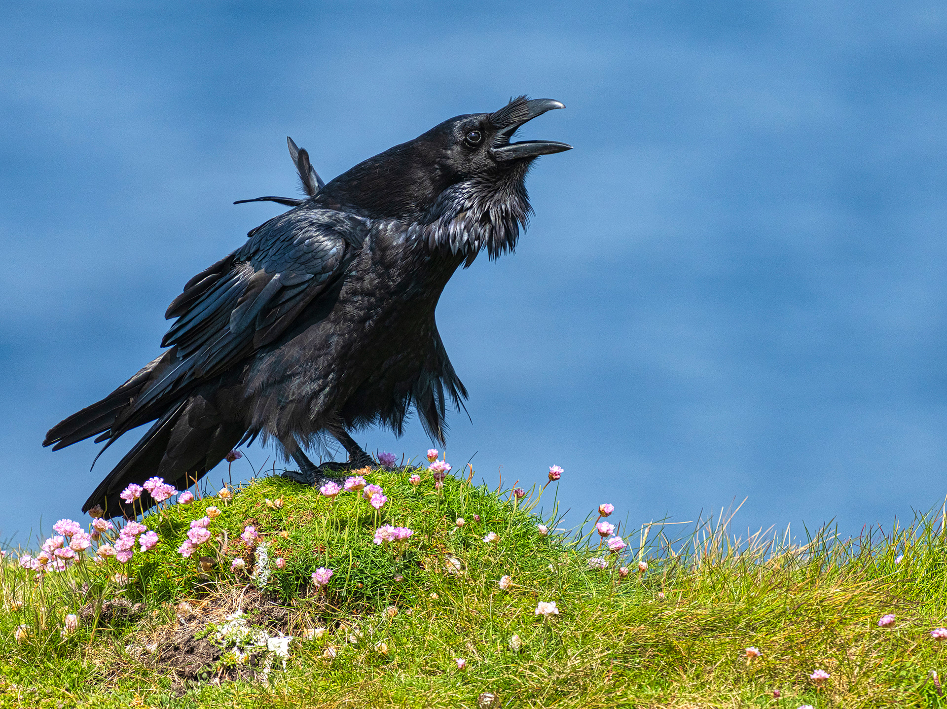 Raven