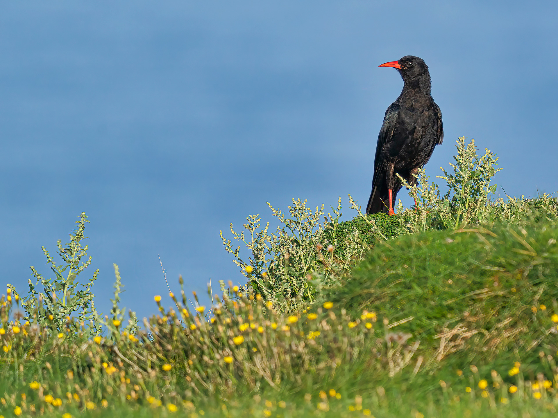 Chough