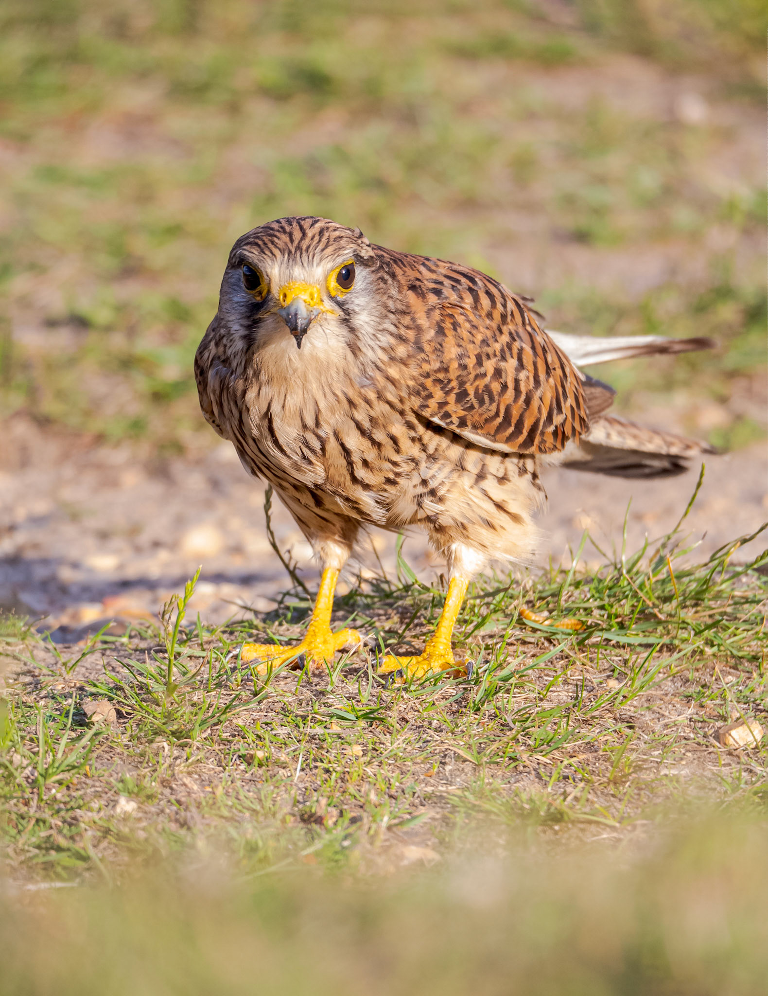 Kestrel