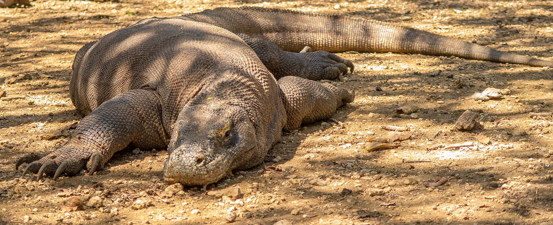 Komodo Dragon