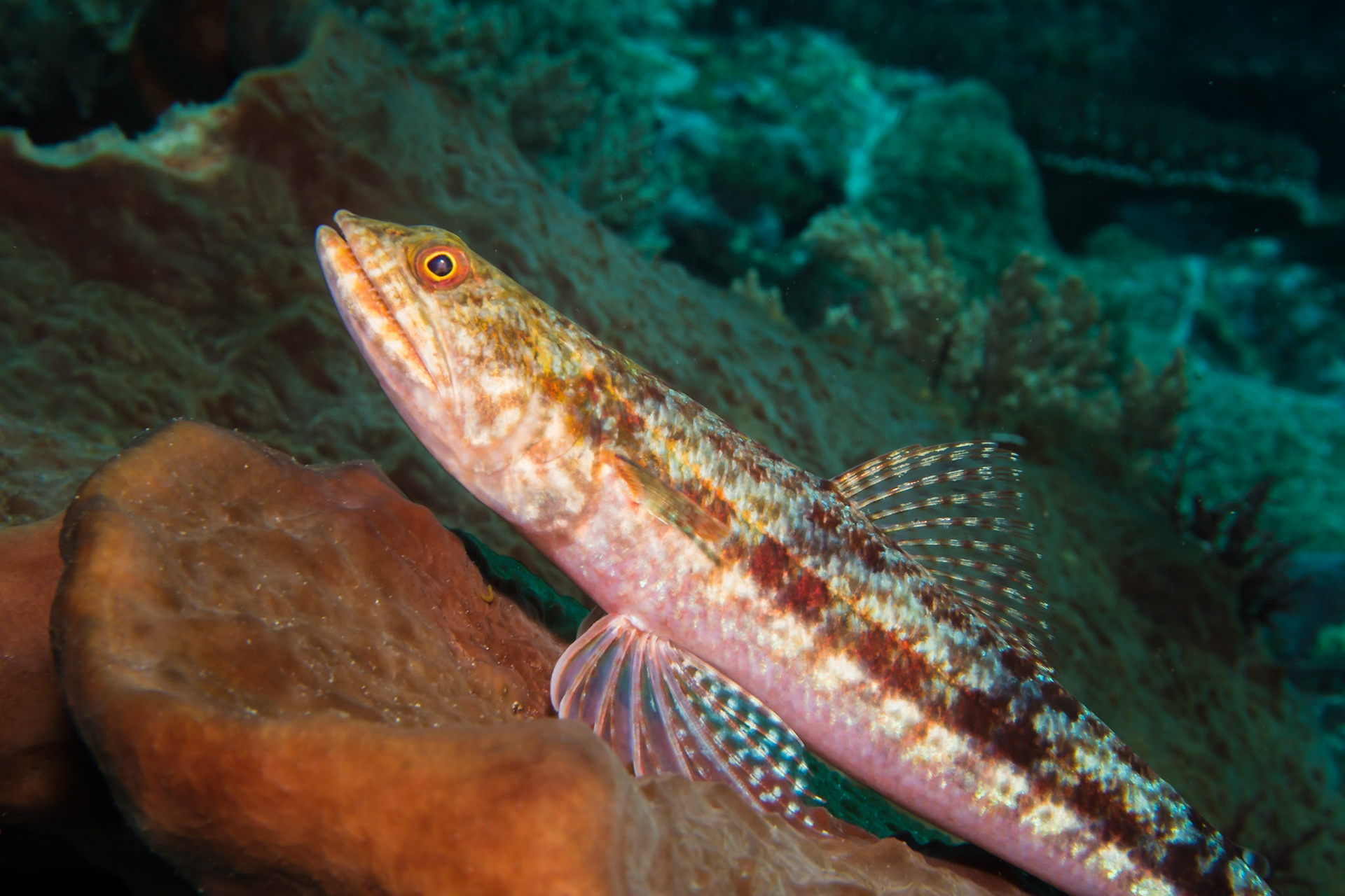 Lizardfish, Komodo National Park