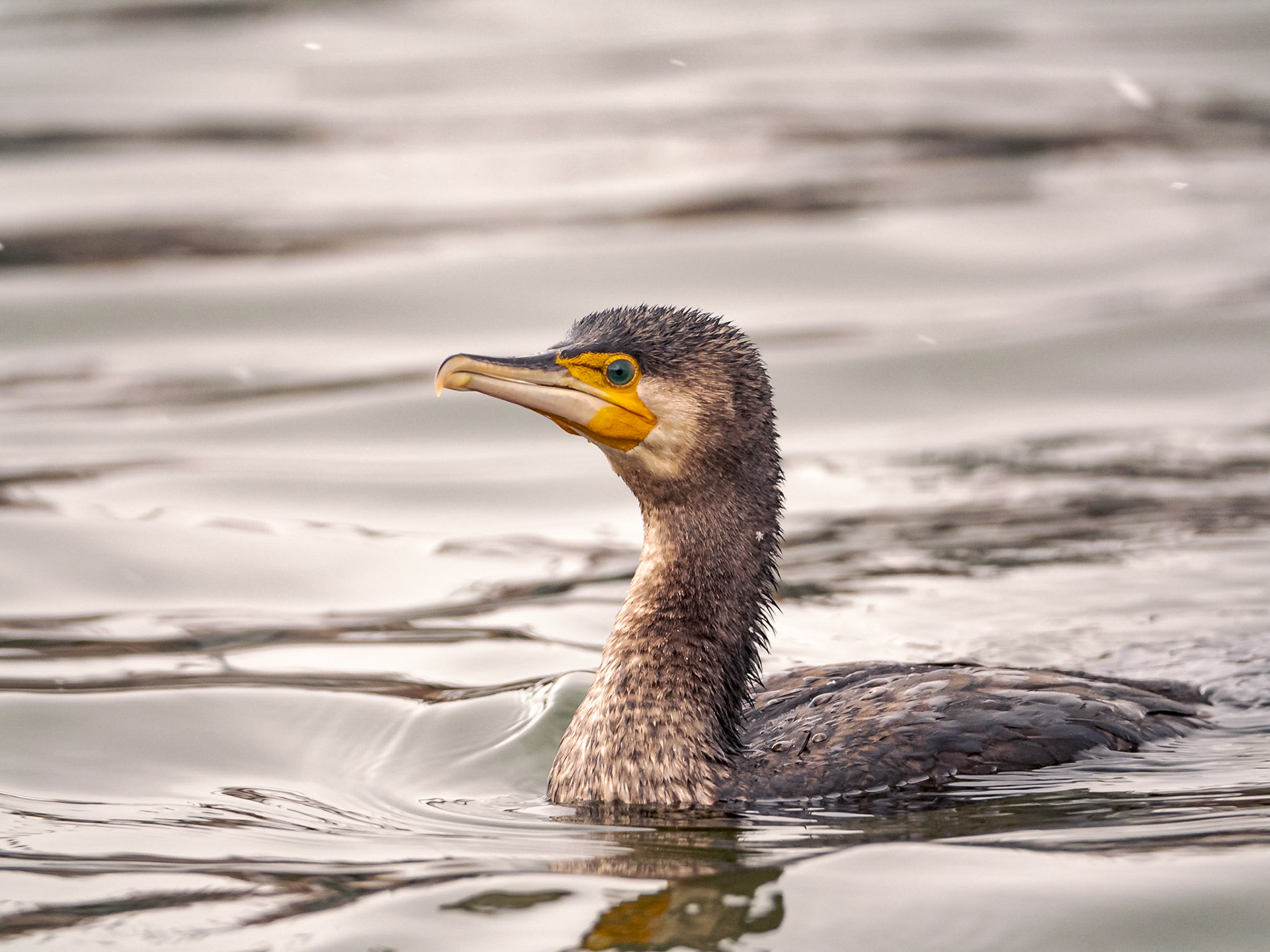Cormorant