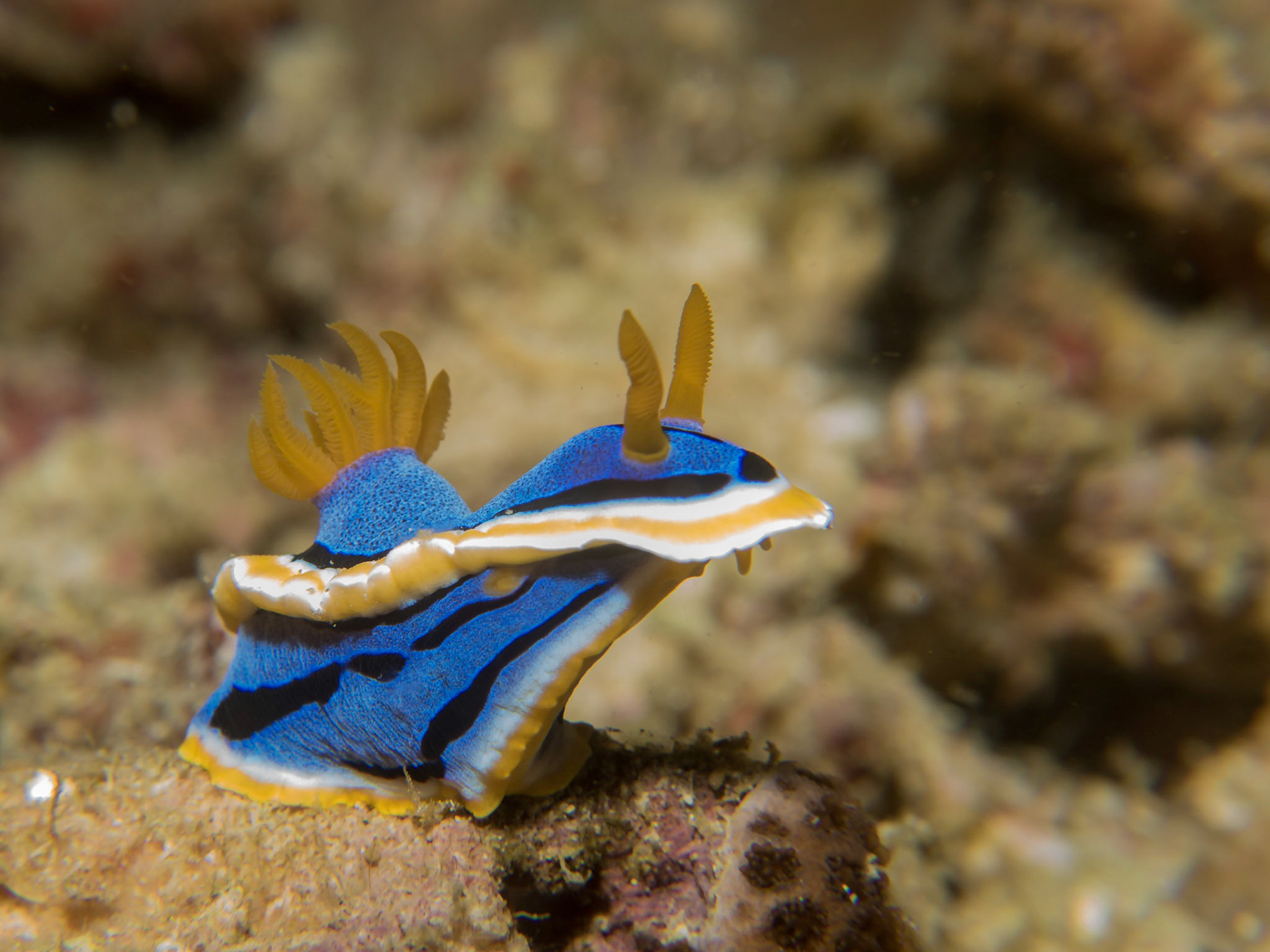Chromadoris Nudibranch, Panglao, Bohol, Philippines