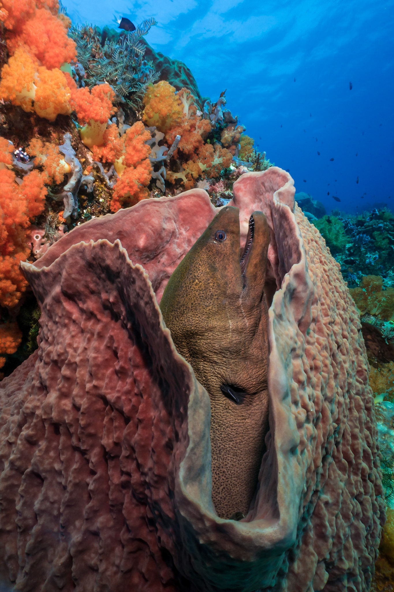 Moray Eel in Sponge, Komodo National Park