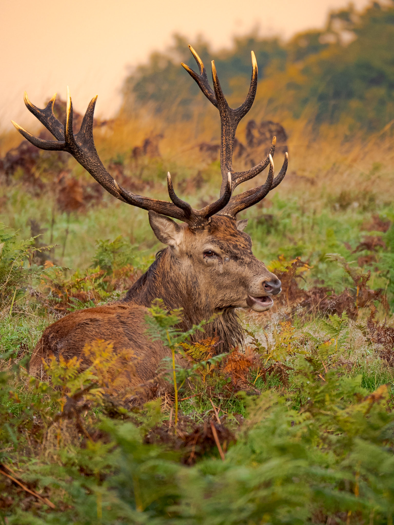 Red Deer Stag