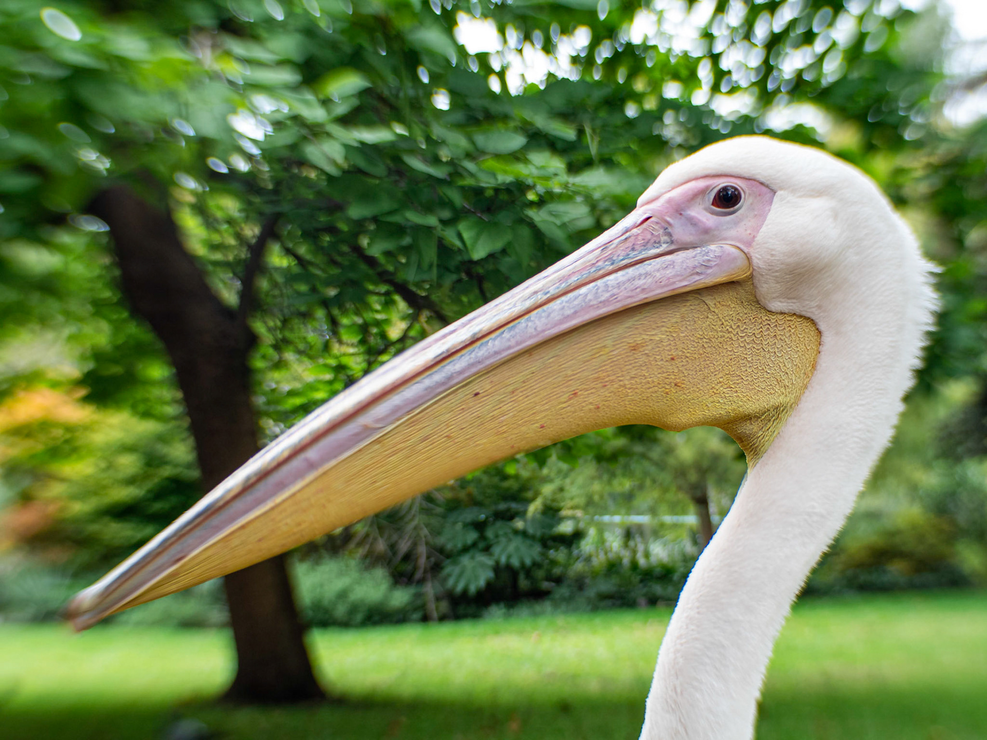 Portrait shot of a Pelican from St James' Park, London.