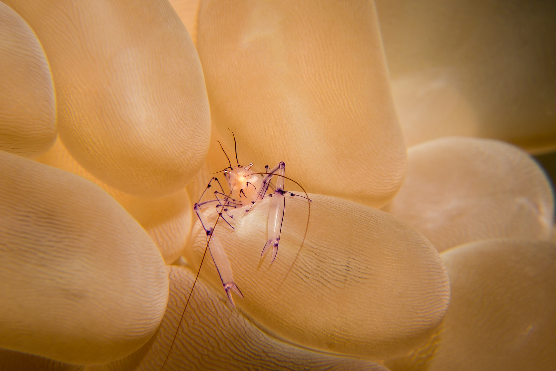 Carid Shrimps are far from shy, making themselves available to other reef creatures as cleaners.  This one has chosen to make its home in a Bubble Anemone
