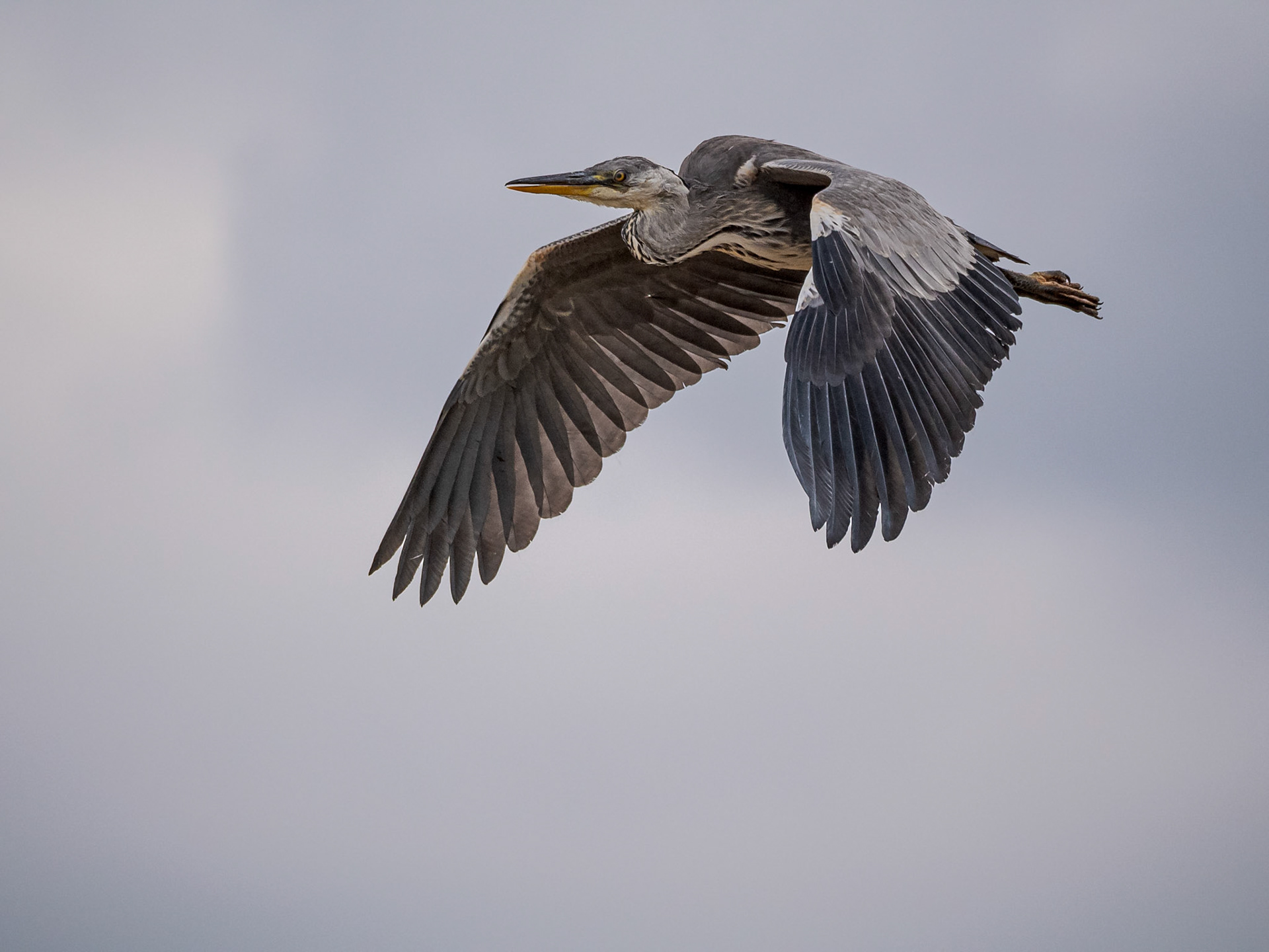 Grey Heron Flying