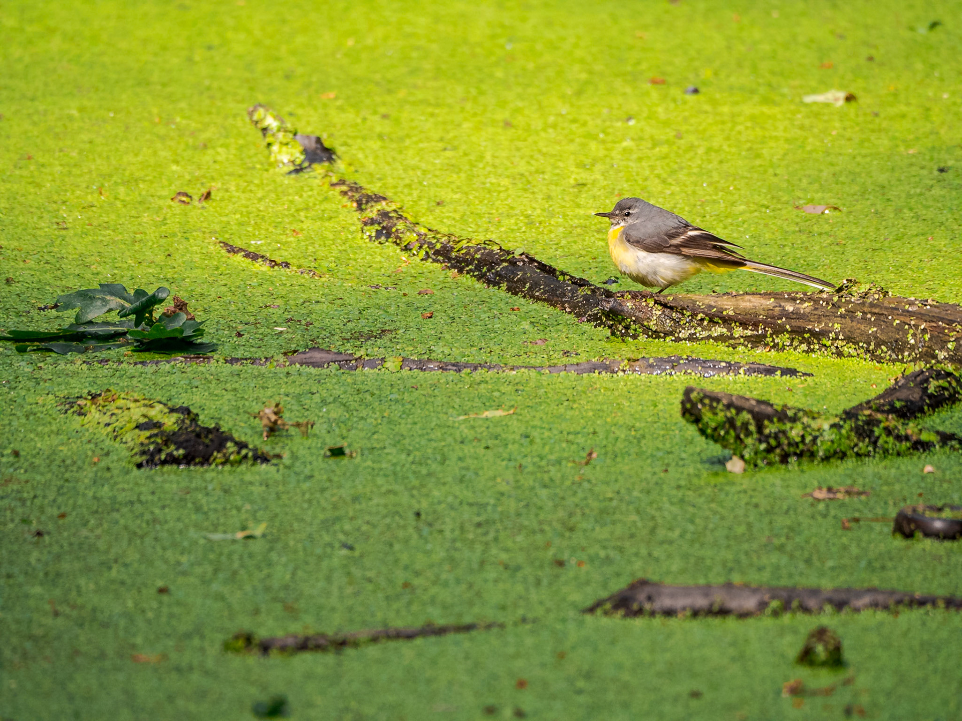 Grey Wagtail (Motacilla cinerea) foraging for insects on the surface of a pond in Richmond Park, Surrey.
