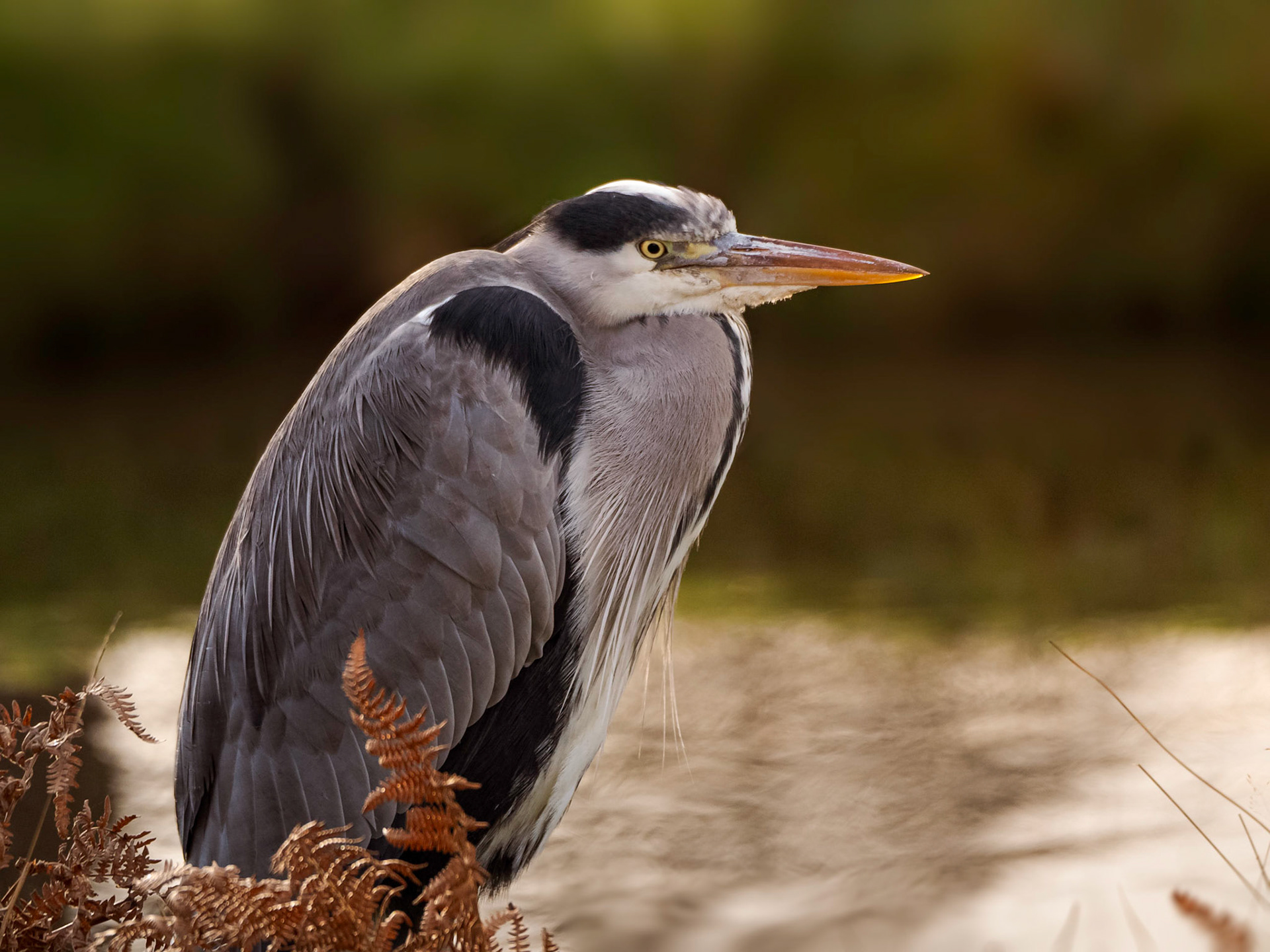 Portrait of a Grey Heron (Ardea Cinerea) standing on the banks of a river in the english countryside with the waters behind.