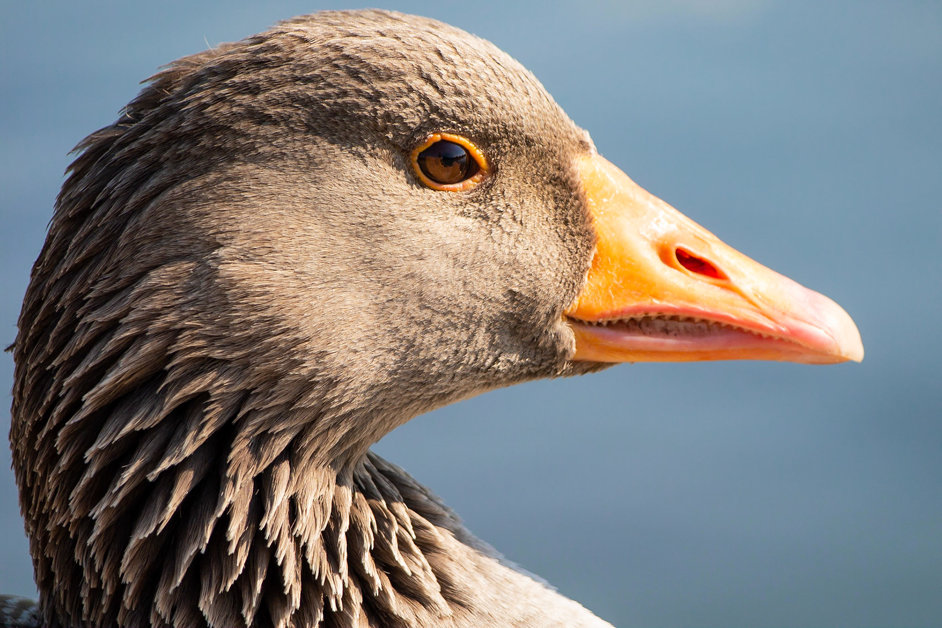 Greylag Goose beside "The Pond" in Kensington Gardens, London, UK