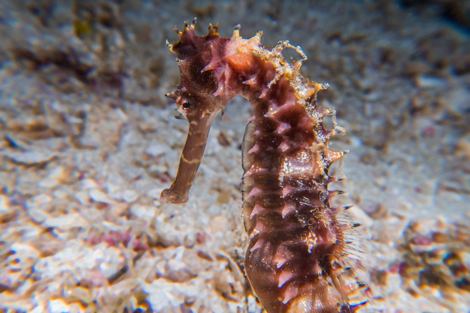 This Spiny Seahorse was very shy but with a bit of patience I was allowed this profile shot.  The spines are part of the Seahorse's exoskeleton, an unsual characteristic for a fish and are formed from hard bony plates.