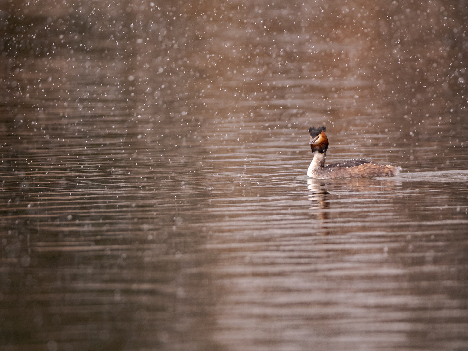 Great Crested Grebe in the Snow