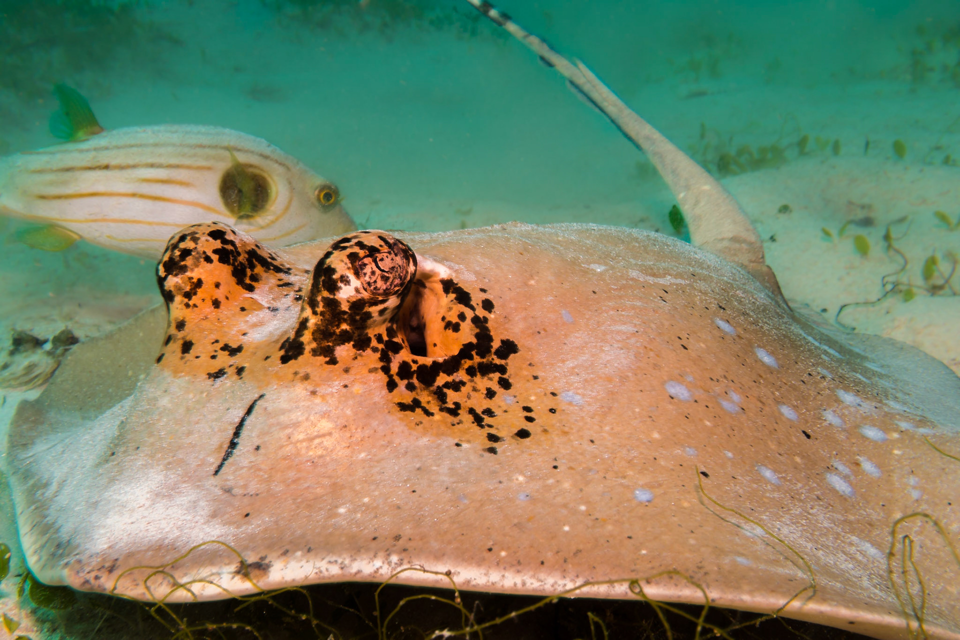 Kuhl's Ray, Komodo National Park