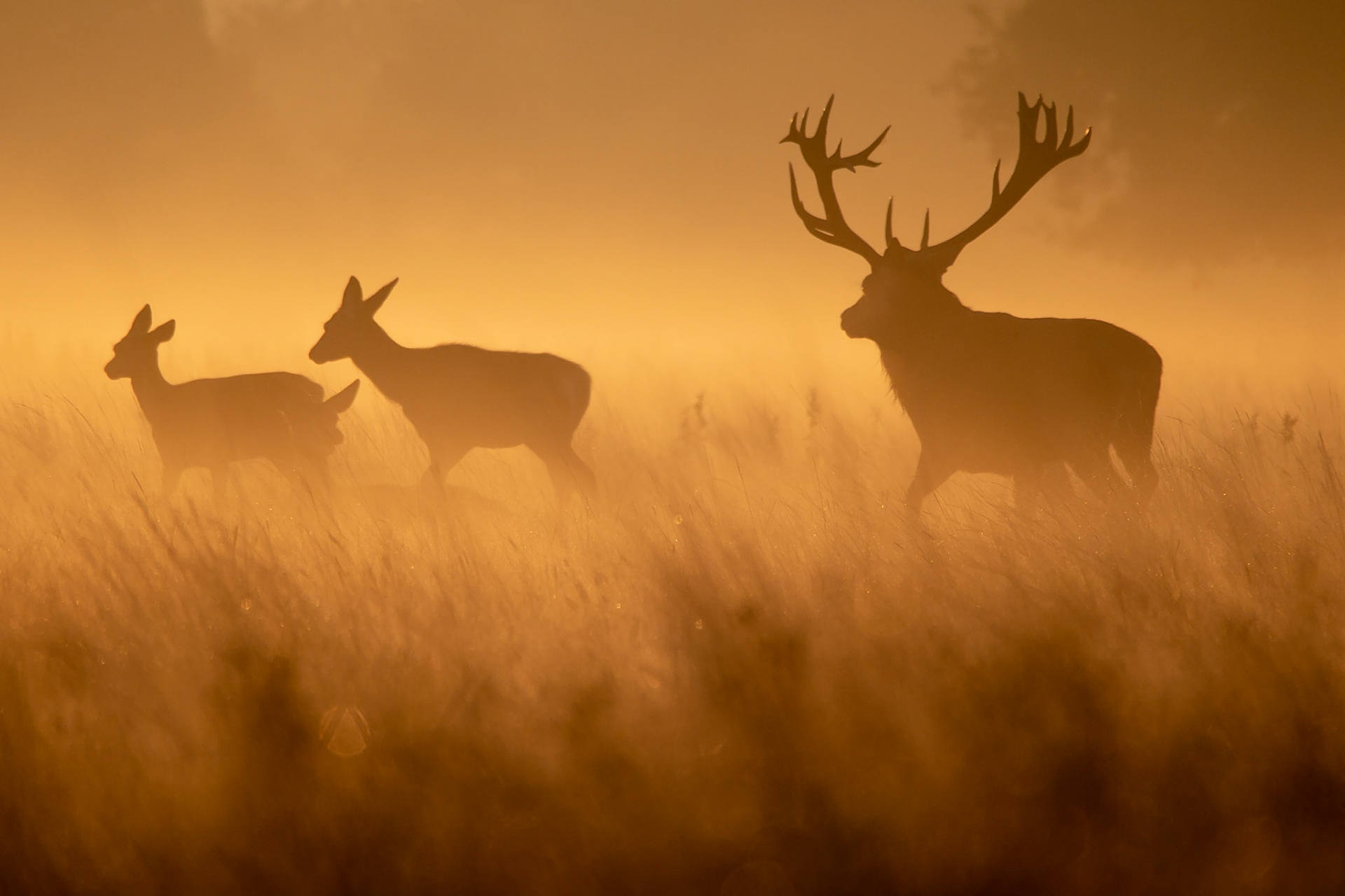 Red Deer (Cervus elaphus); A stag herds to Hinds back into the corale as the sun rises behind them on a hazy day during the Rutting season in Richmond Park; Richmond Park, London, UK.