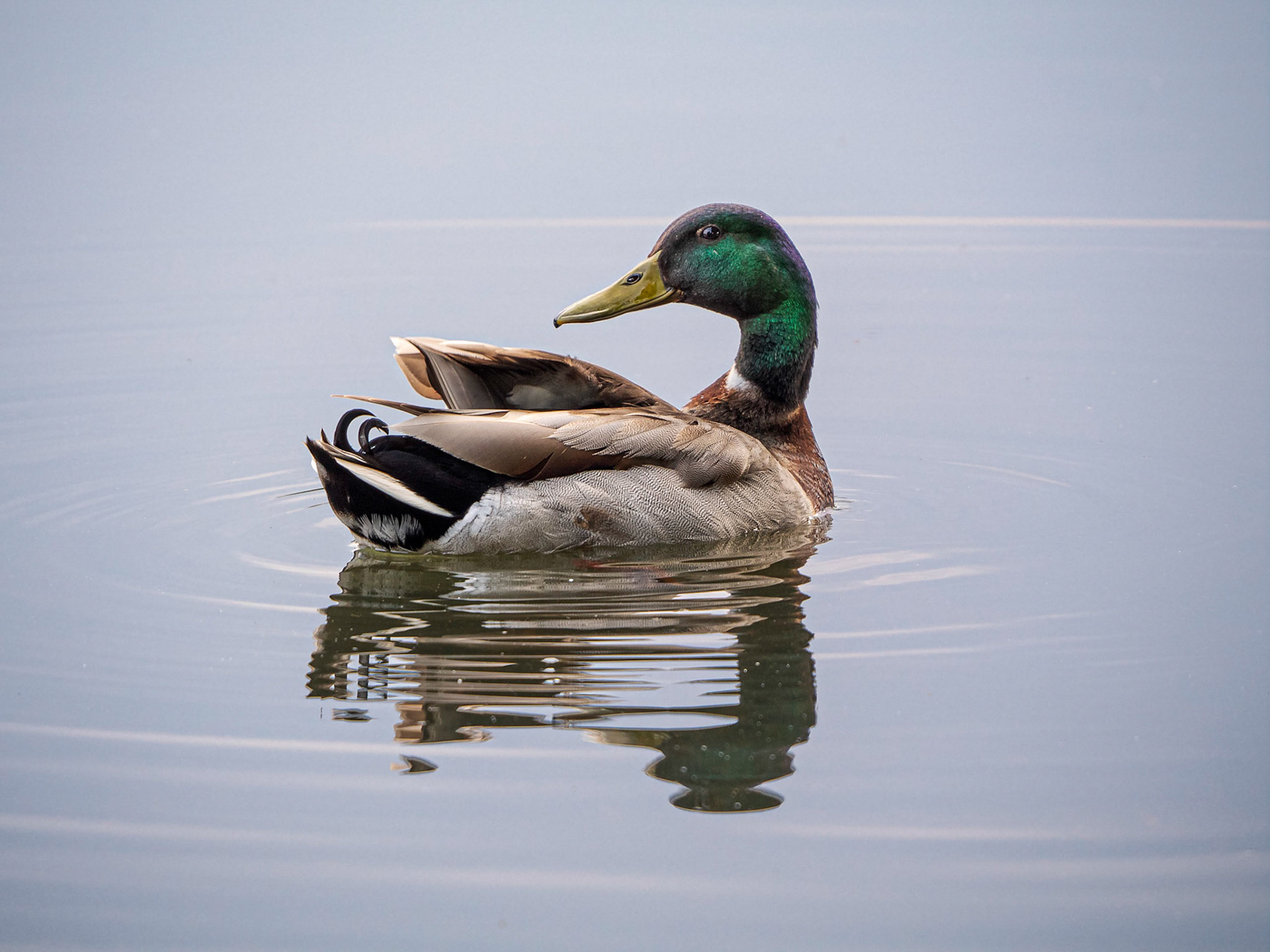 A Mallard Drake (Anas platyrhynchos) preenes his plumage on a sunny day  in London's Richmond Park.