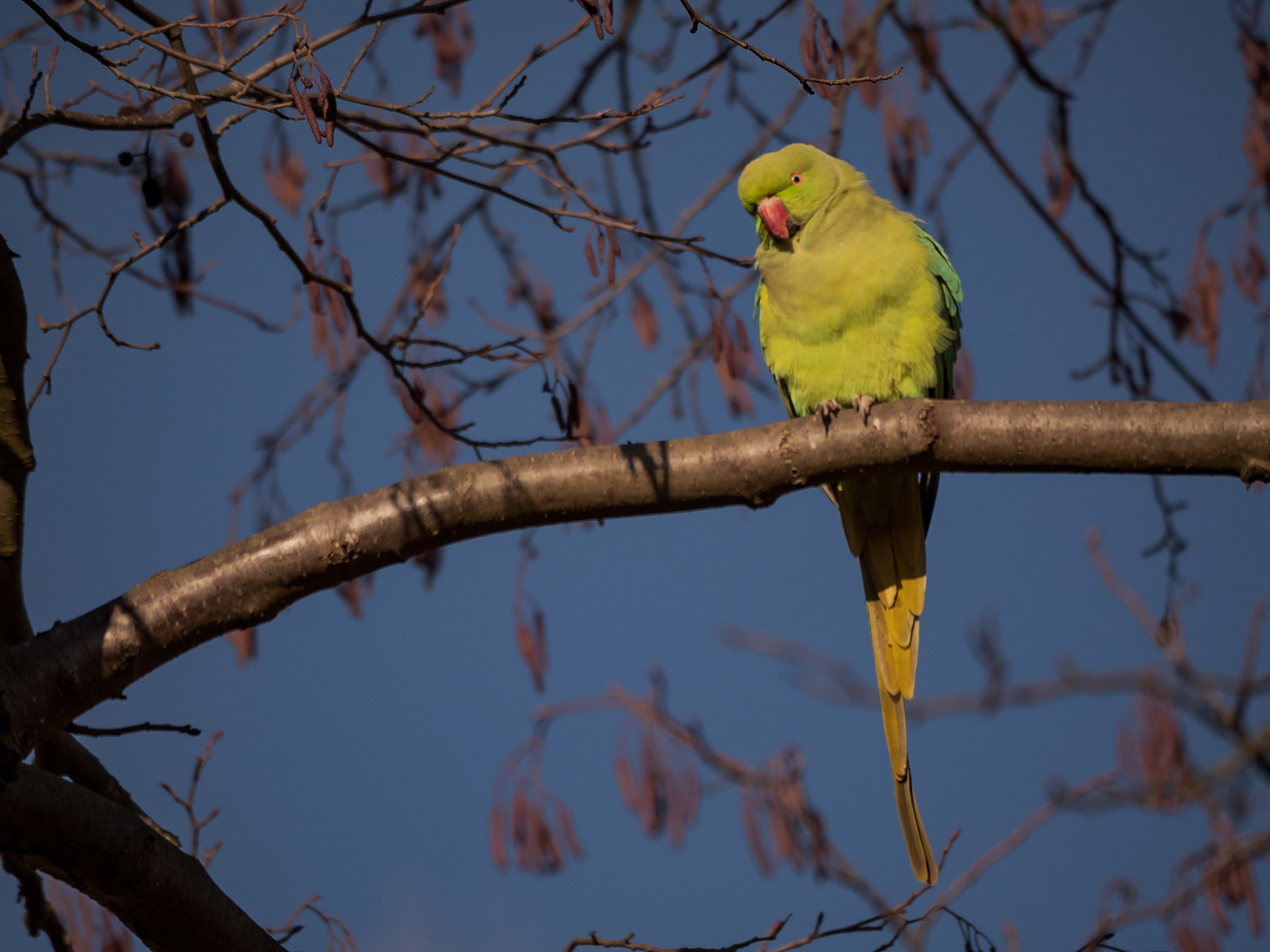 A Rose-ringed Parakeet roosts in the branches of London's Richmond Park on a sunny winters day, UK.