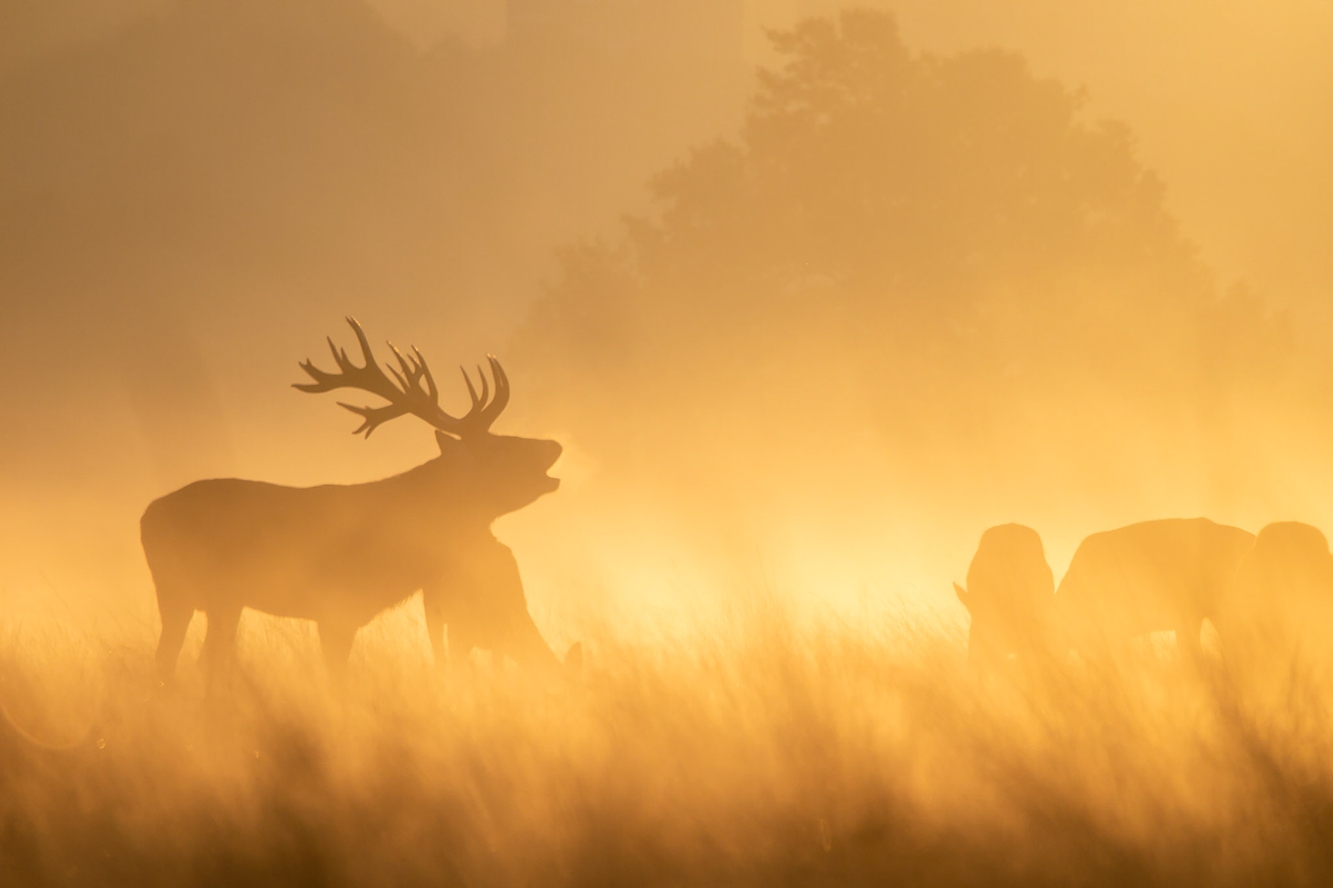 Red Deer (Cervus elaphus); The golden light of dawn casts a sillouette of a large Stag as he bellows to potential rivals during the Rut; Richmond Park, London, UK.