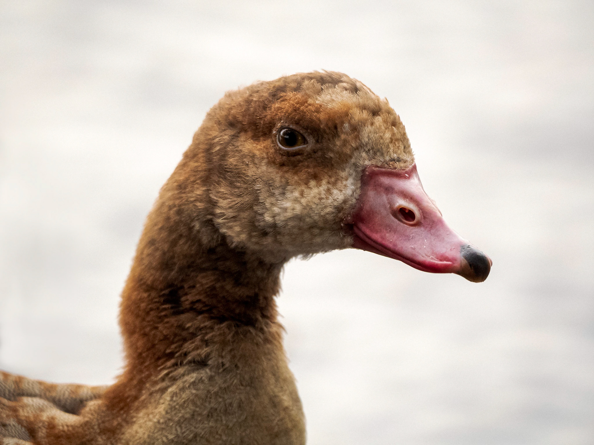 Egyptian Goose Gosling