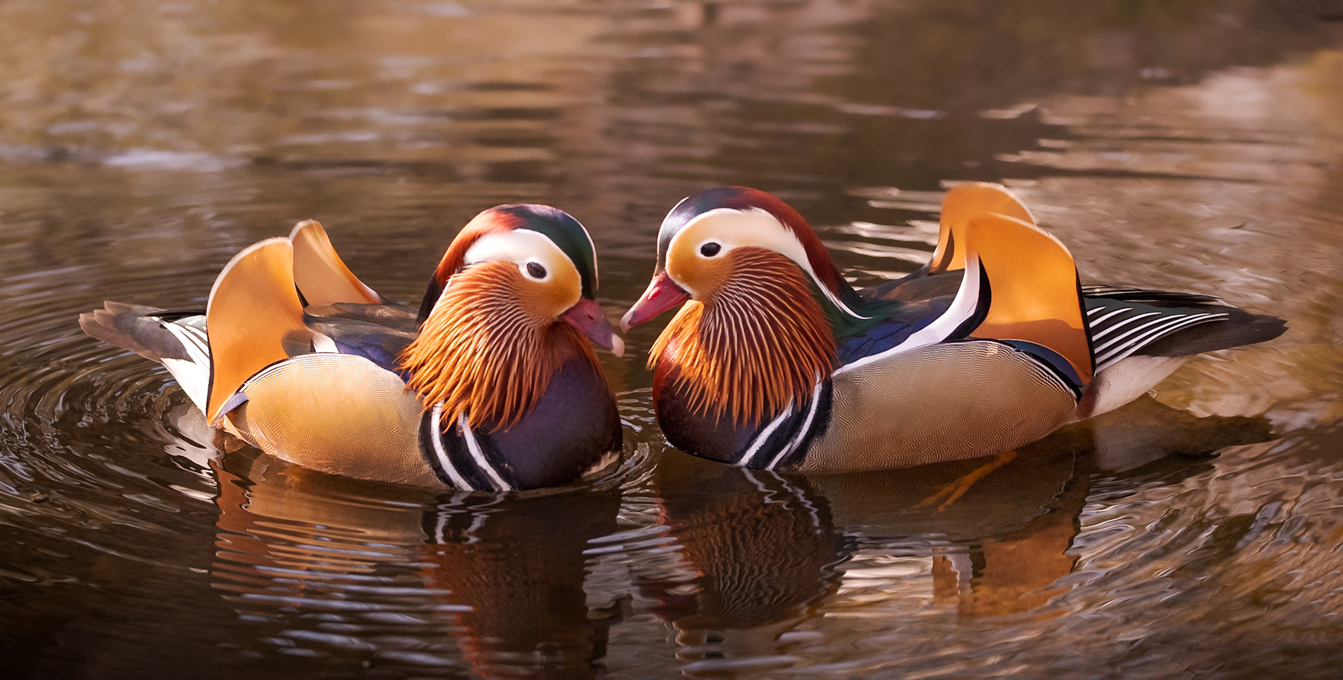 A pair of Mandarin Duck Drakes face each other on the water.