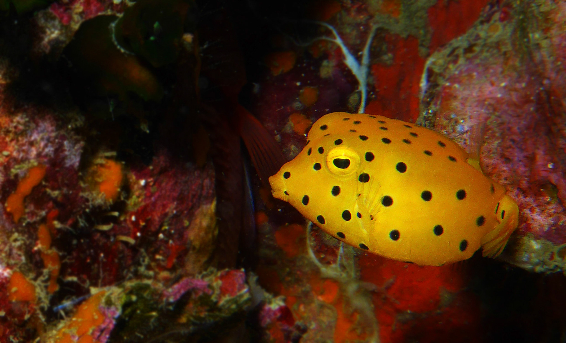 Baby Yellow Boxfish have a bright yellow warning colouration as juveniles but the colour fades as they age.  This juvenile was found at Chumphon Pinnacle in the Gulf of Thailand.
