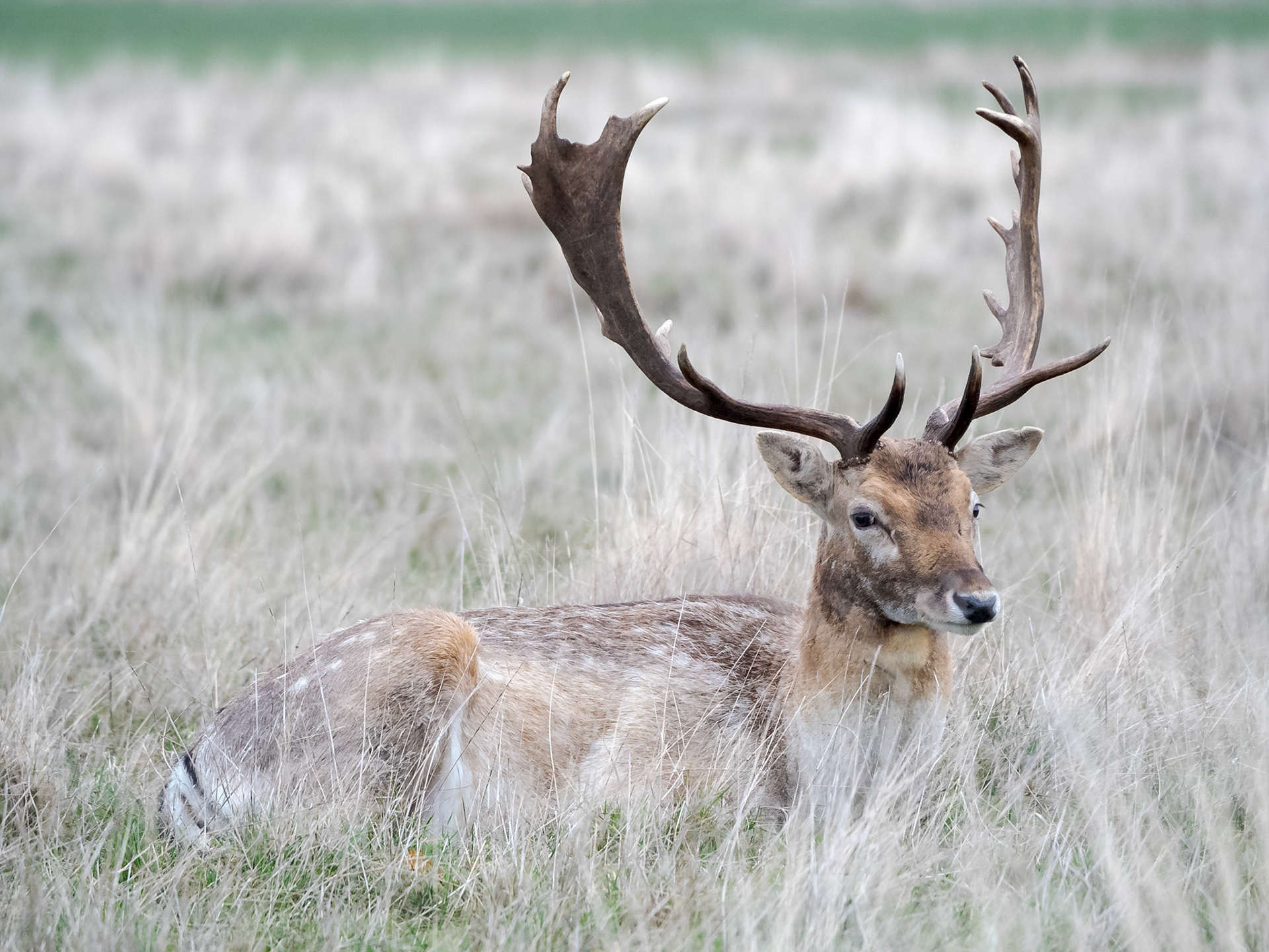 Fallow Deer Buck (Dama dama) lying down ruminating in Richmond Park, London, UK