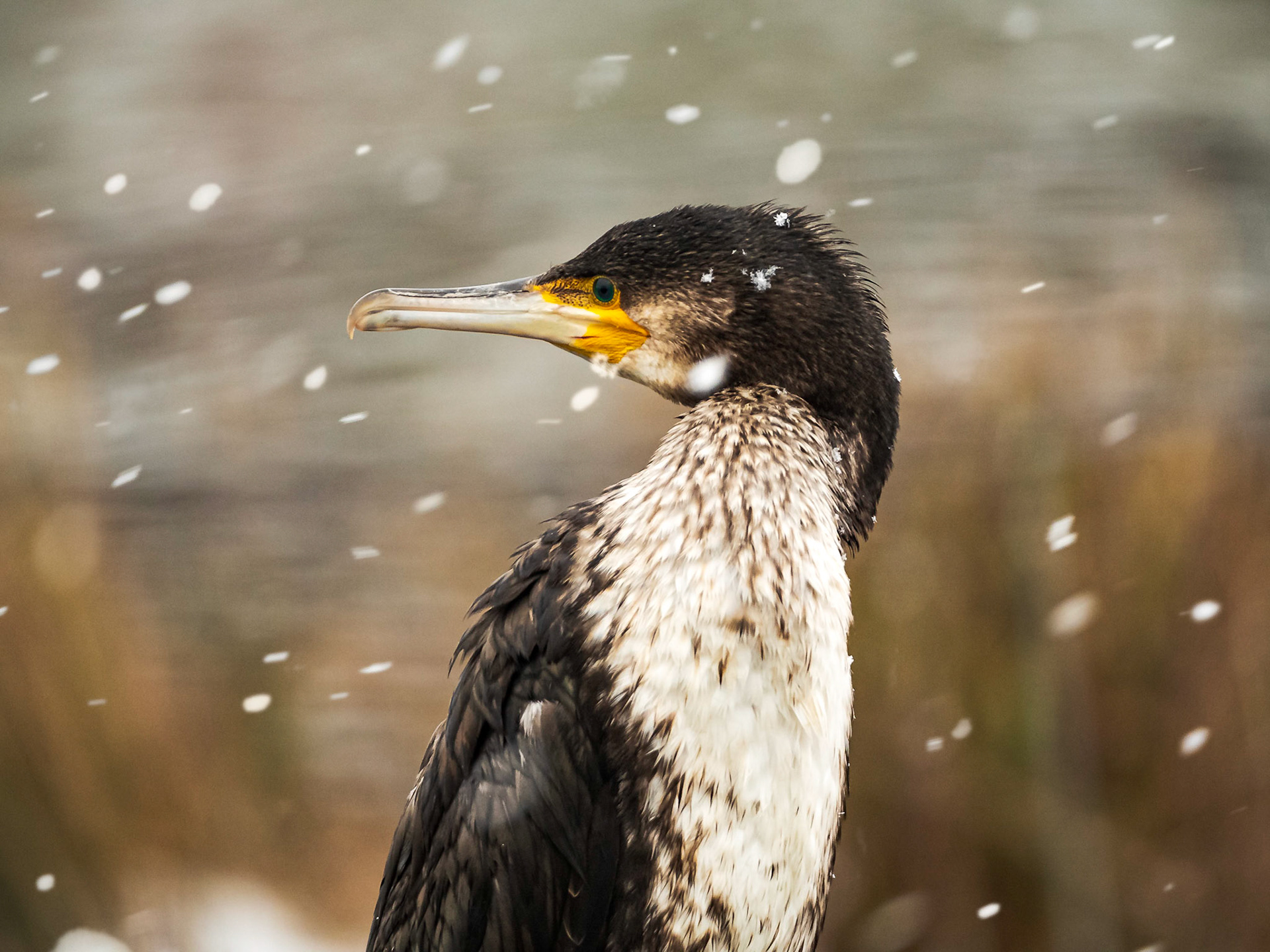 Cormorant in the snow